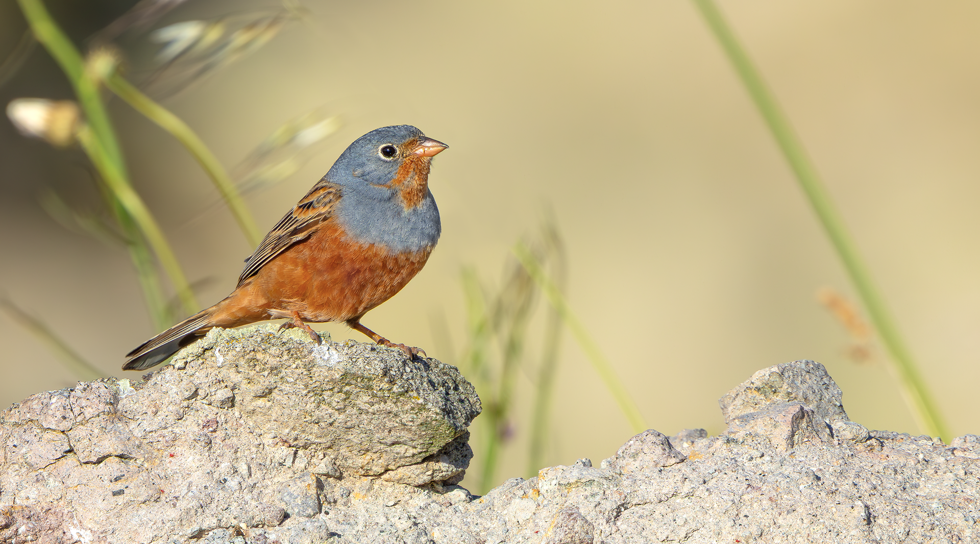 Cretzschmar's Bunting