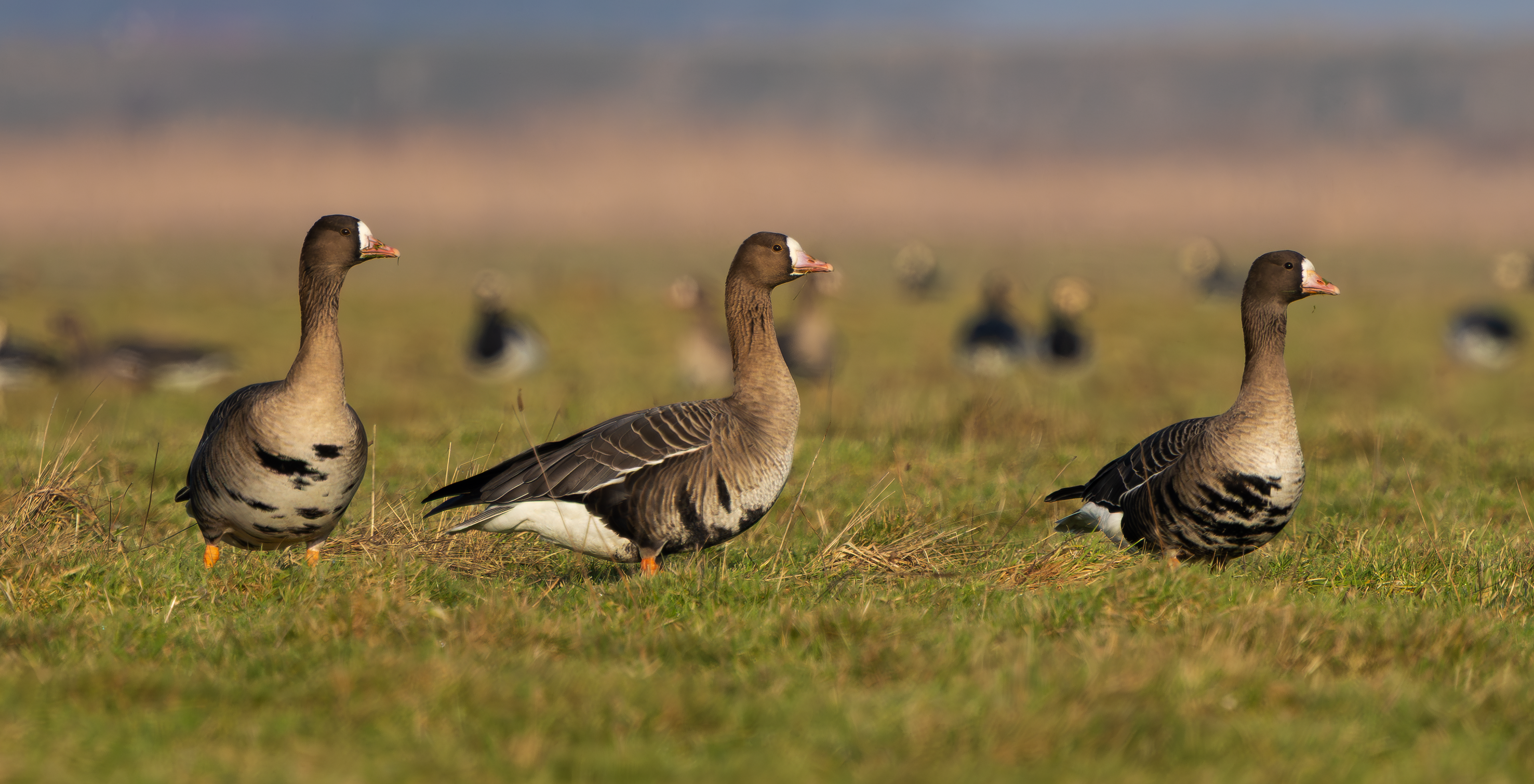 Russian White-fronted Geese, Texel