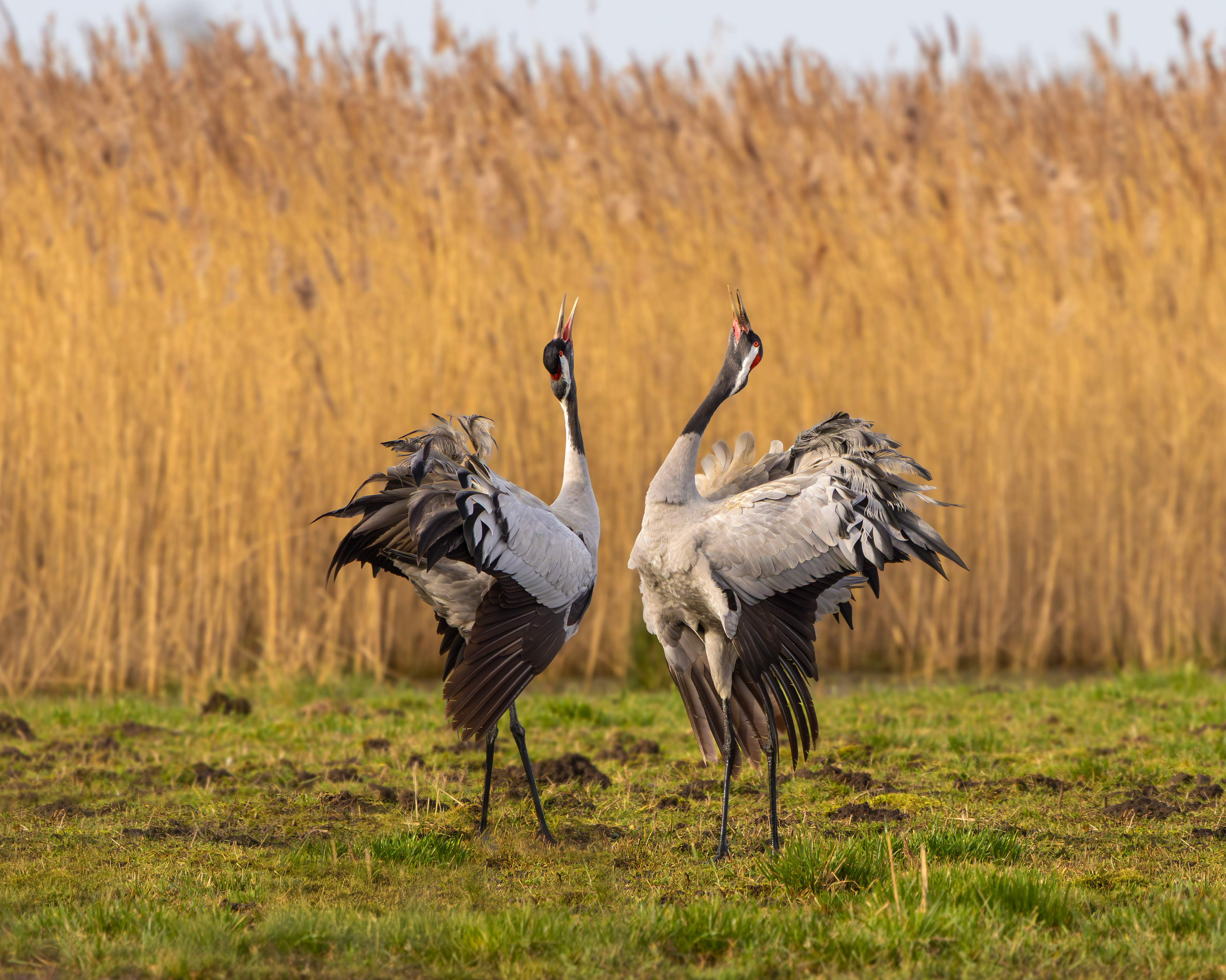 Common Cranes, Willow Tree Fen LWT, Lincolnshire