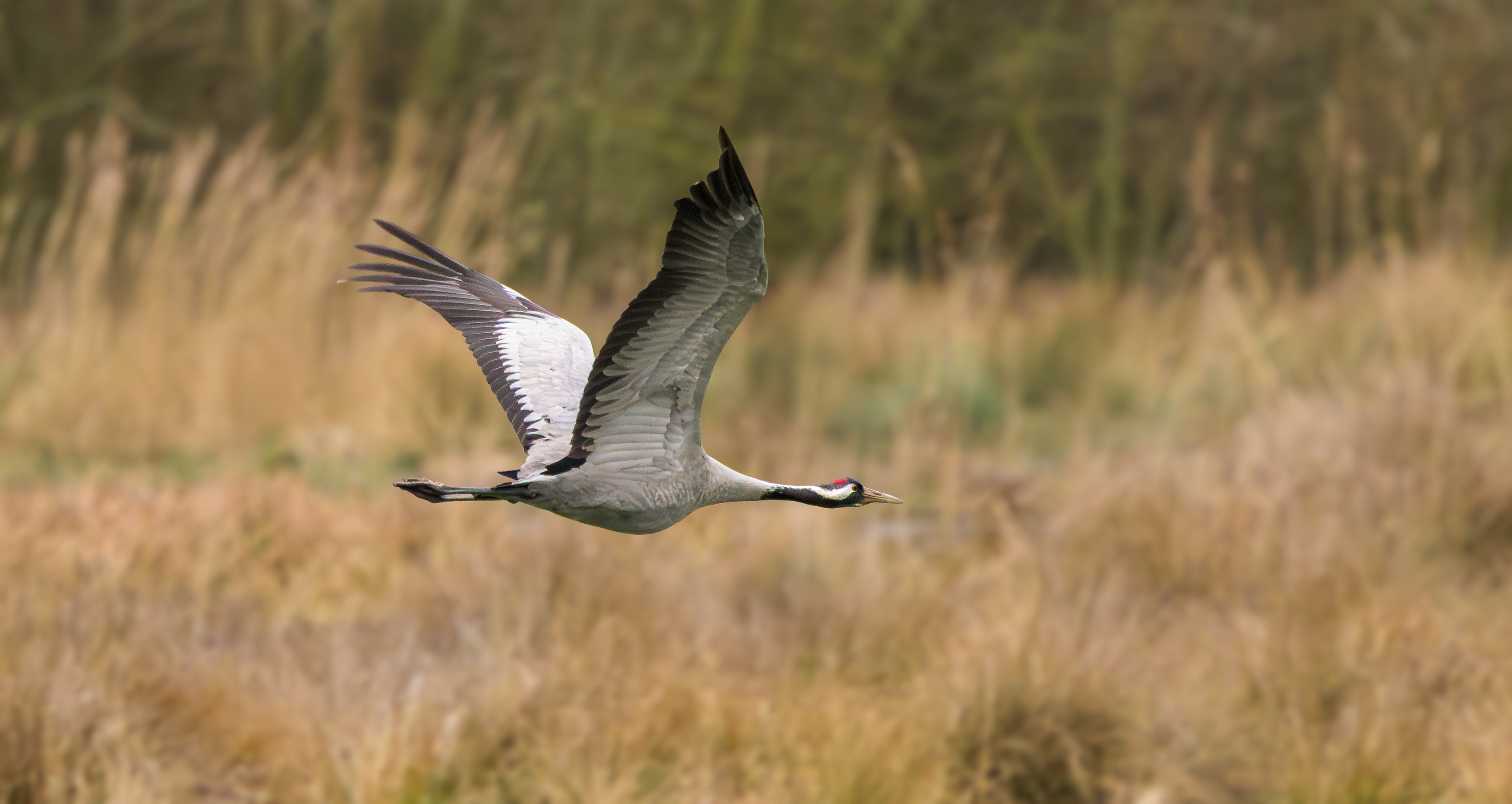 Common Crane, Willow Tree Fen LWT, Lincolnshire