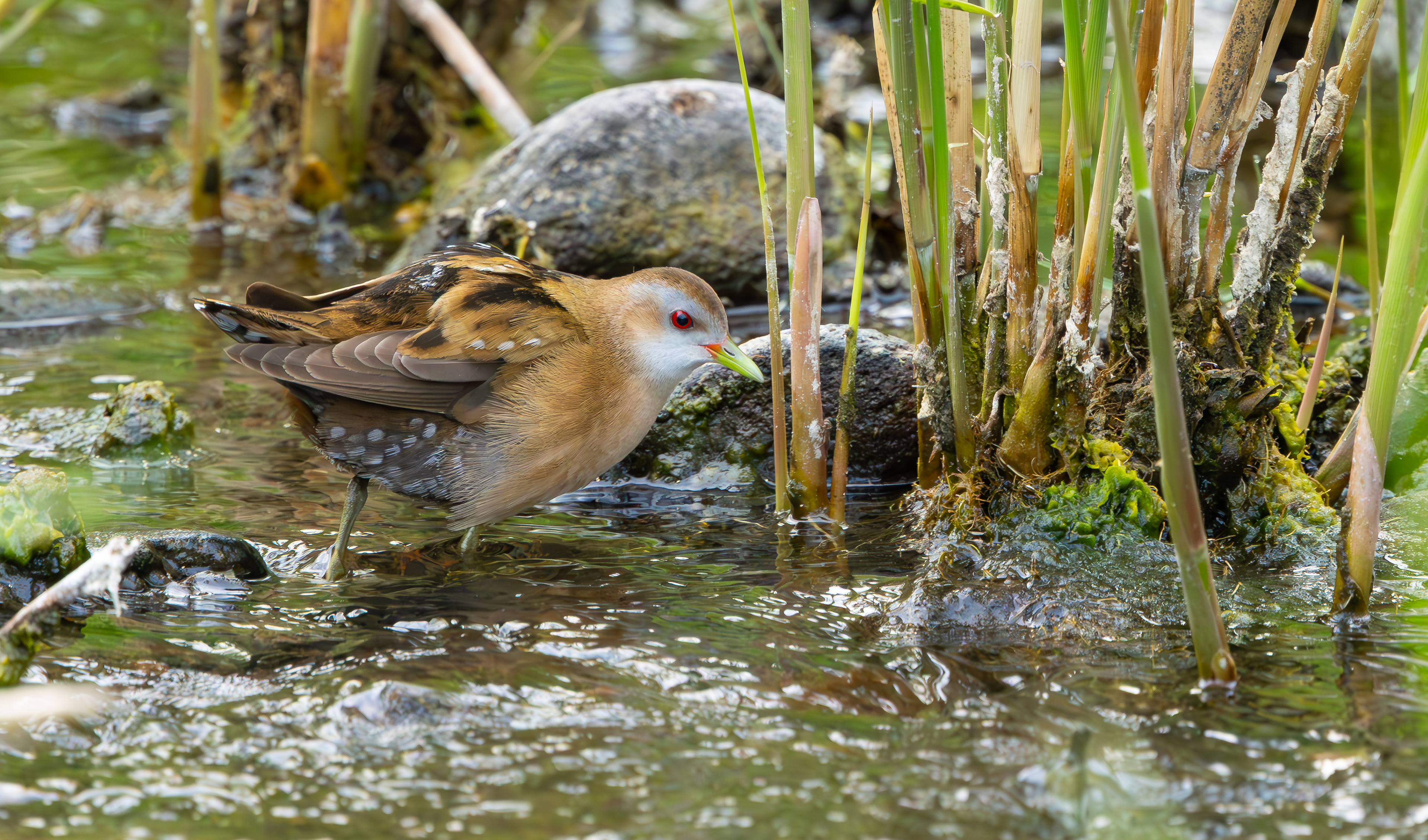 Little Crake
