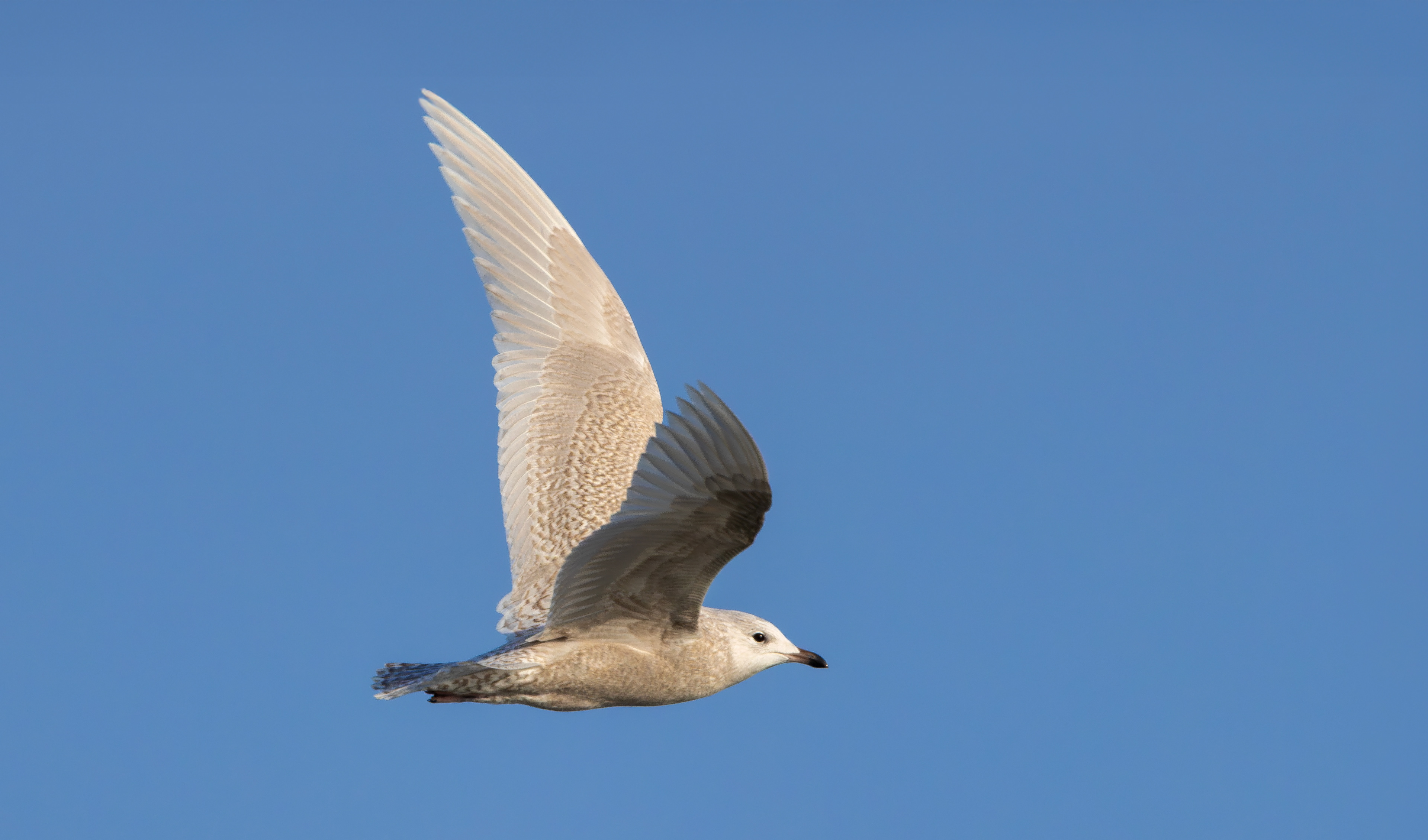 Iceland Gull, Julianadorp
