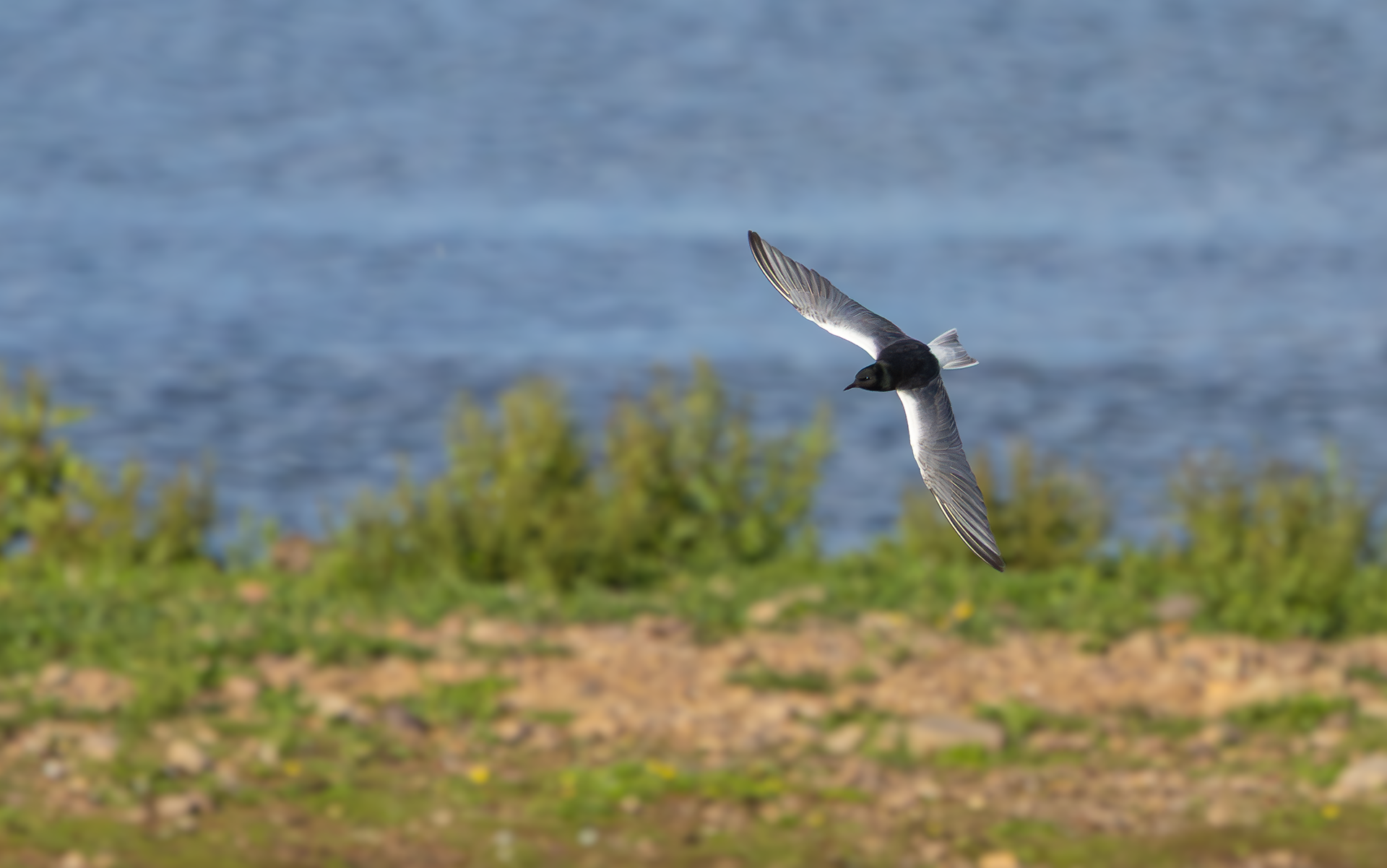 White-winged Black Tern, Holme Pierrepont, NottinghamshireWhite-winged Black Tern, Holme Pierrepont, Nottinghamshire