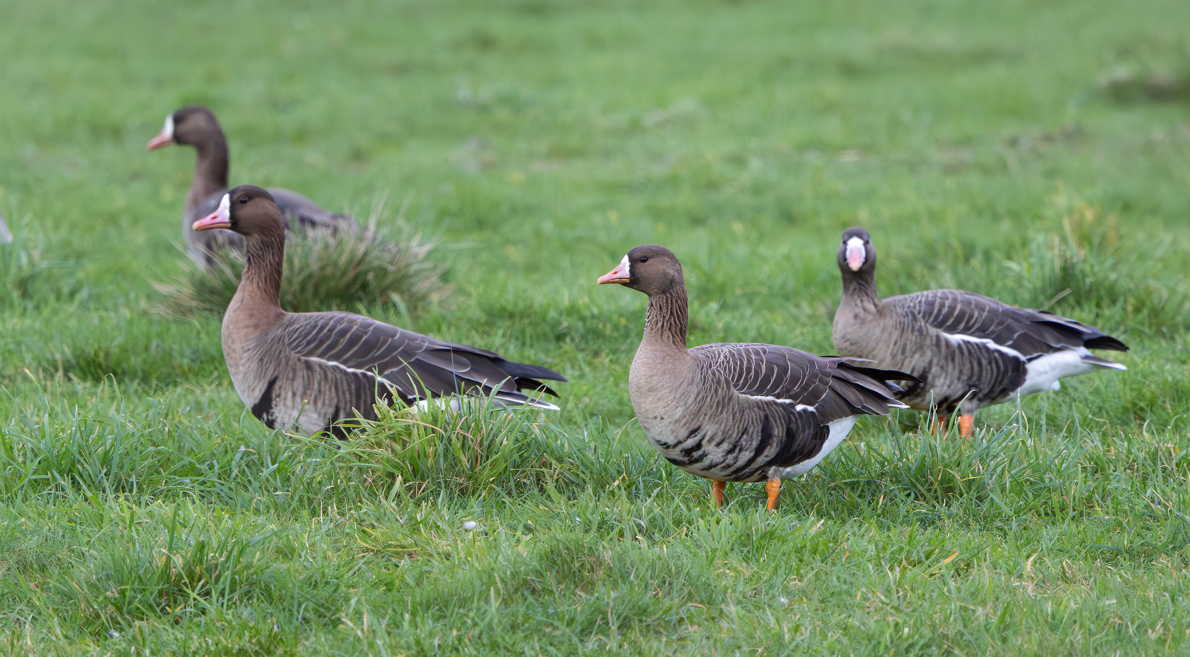 Russian White-fronted Geese, Girton Pits, Nottinghamshire