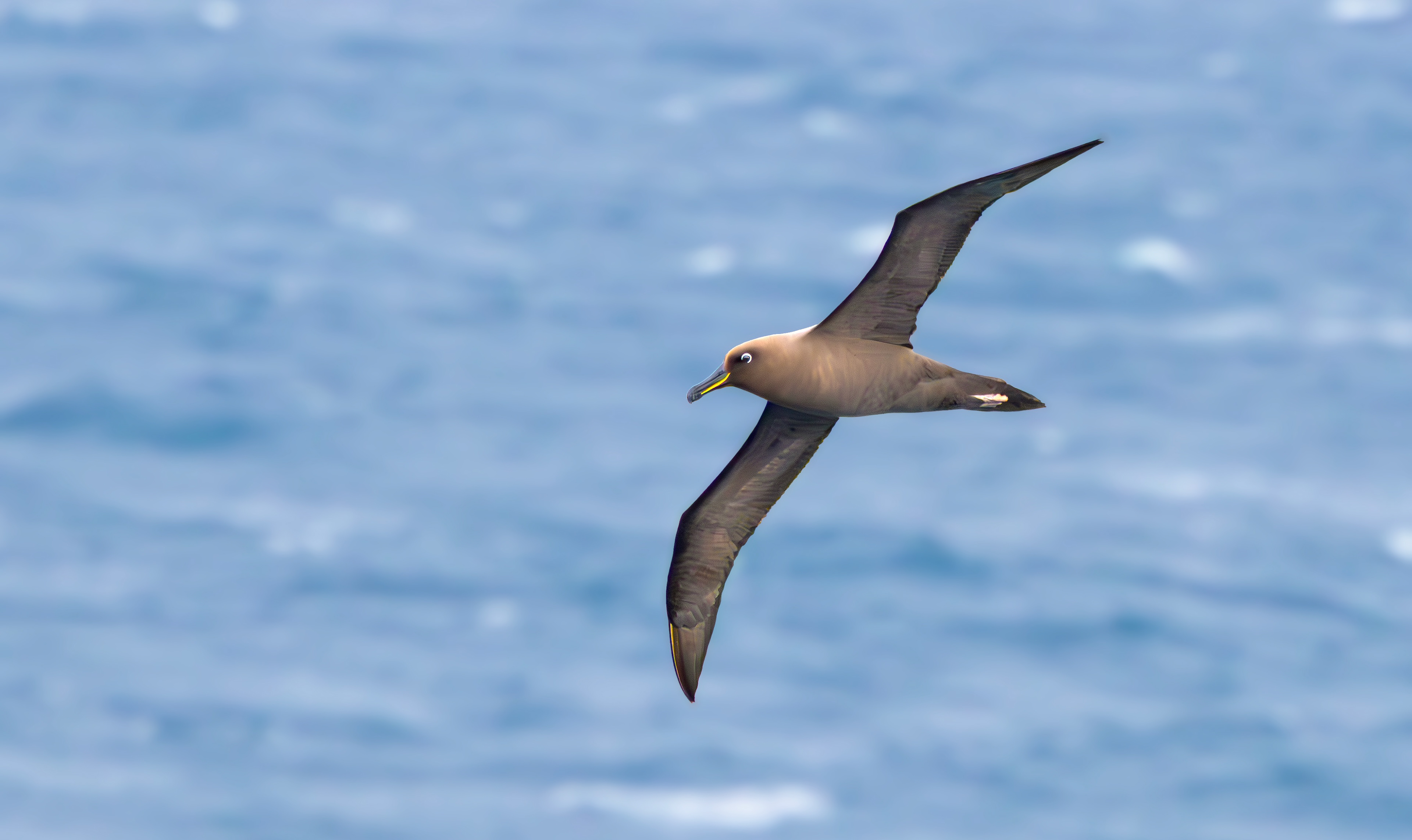 Sooty Albatross