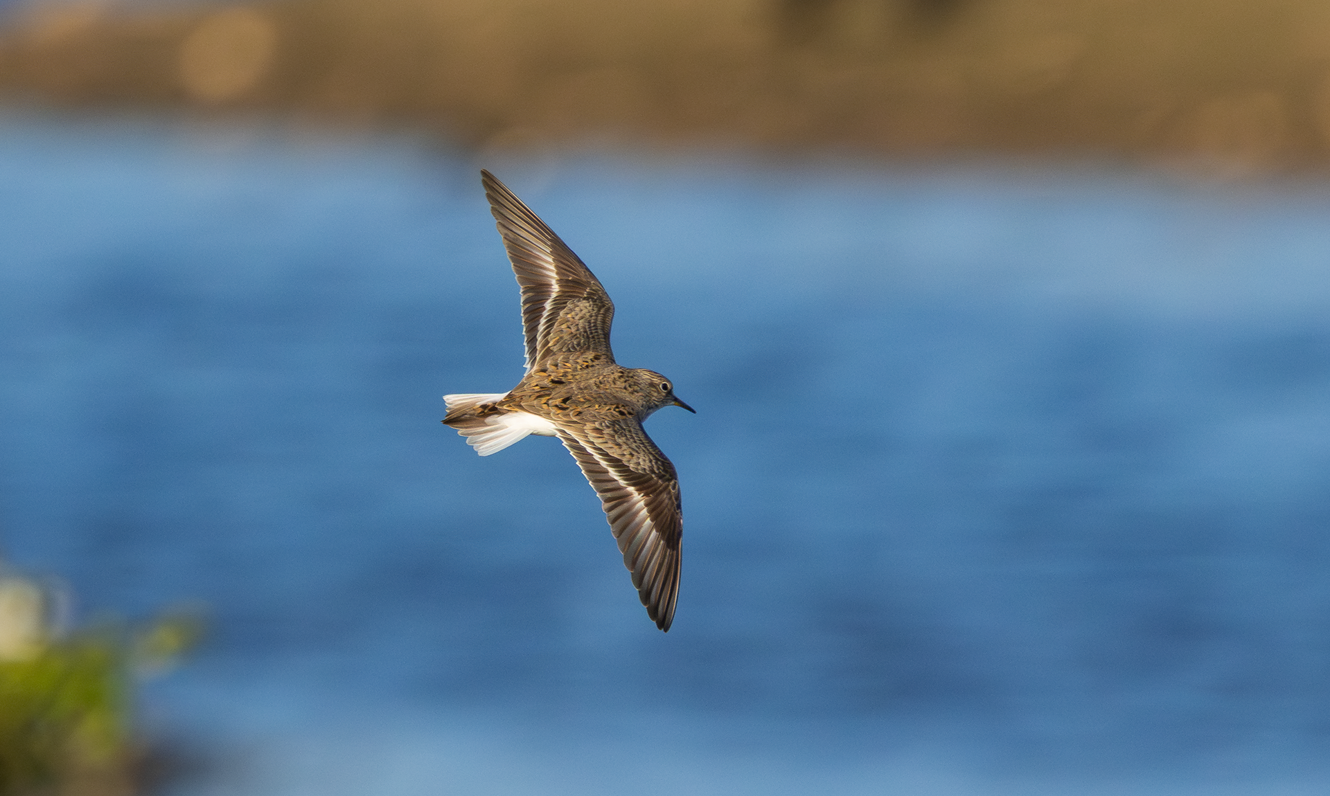 Temminck's Stint, Holme Pierrepont, Nottinghamshire