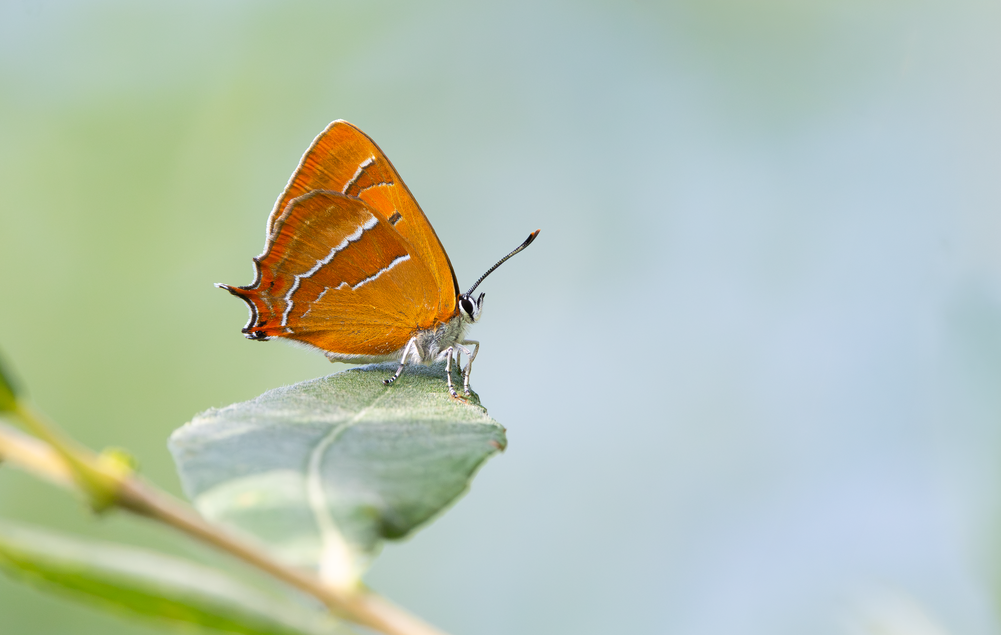 Brown Hairstreak, Otmoor RSPB, Oxfordshire