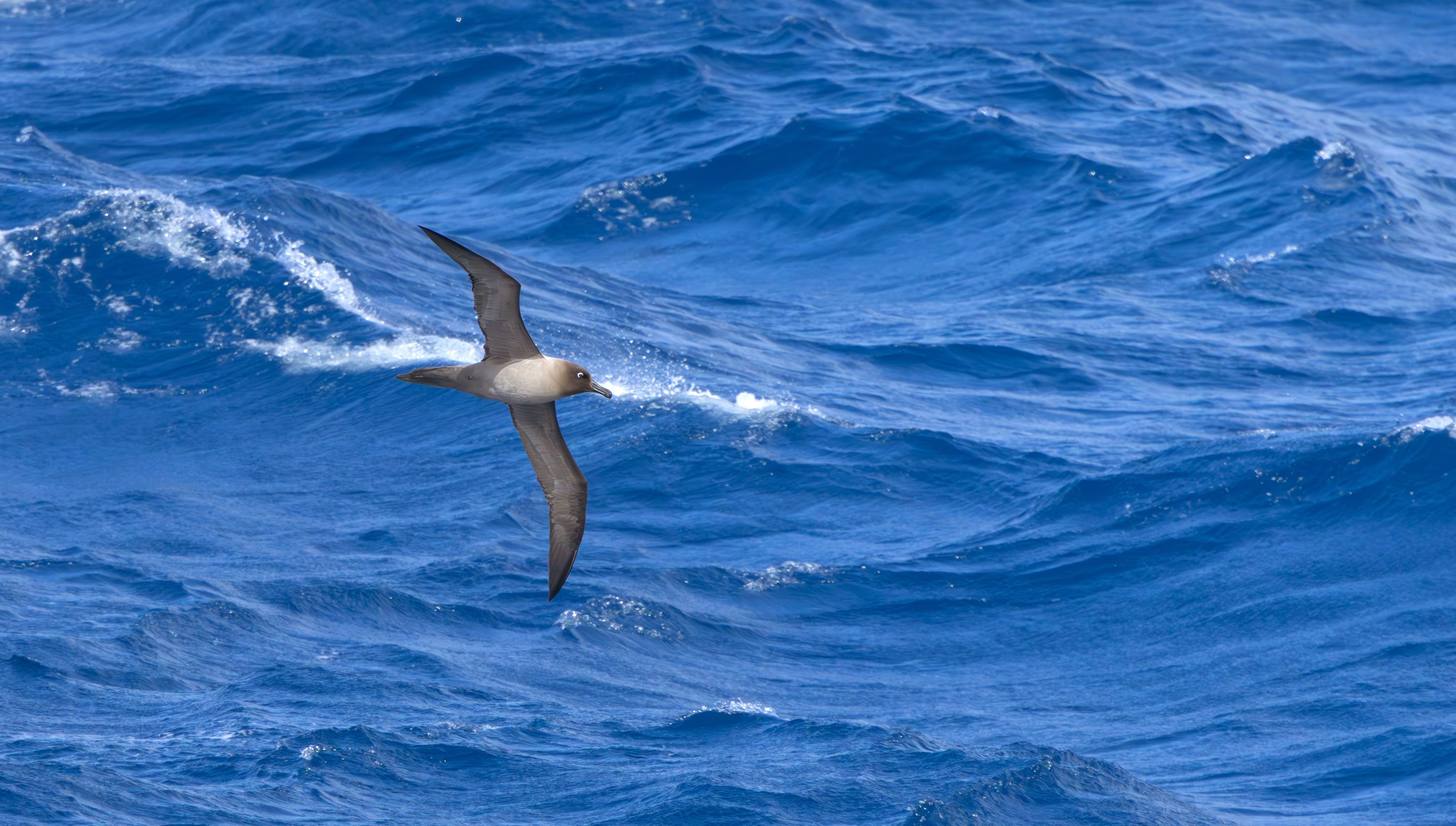 Light-mantled Albatross