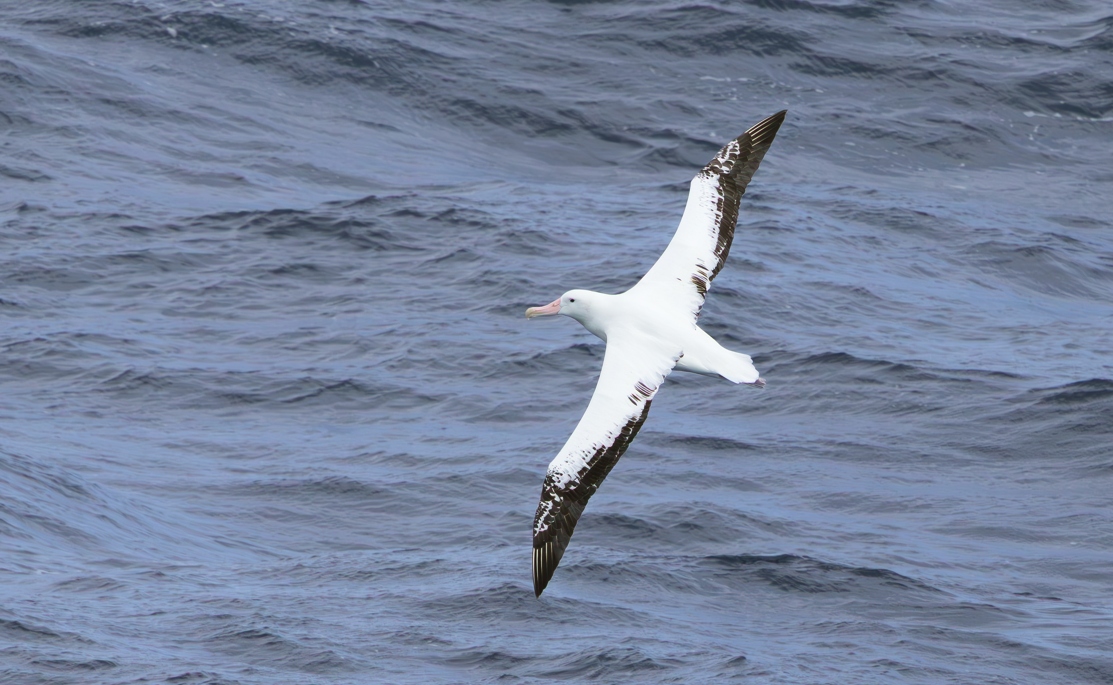 Snowy Albatross