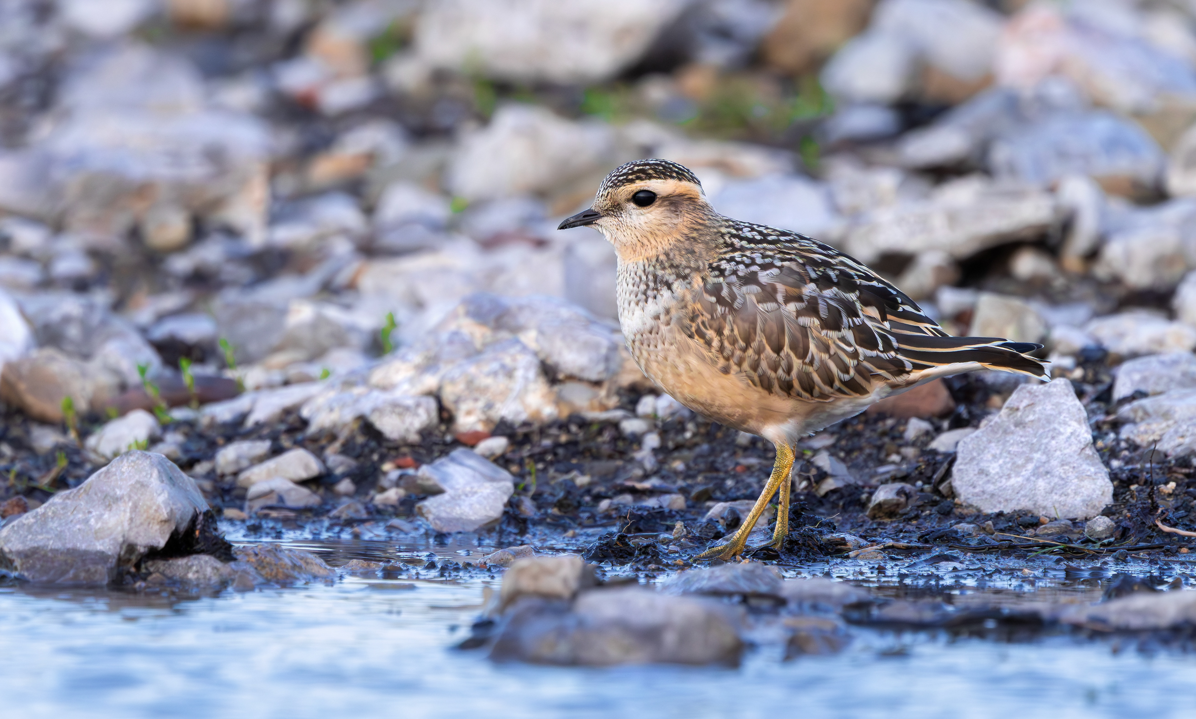 Eurasian Dotterel, Burbage Moor, South Yorkshire