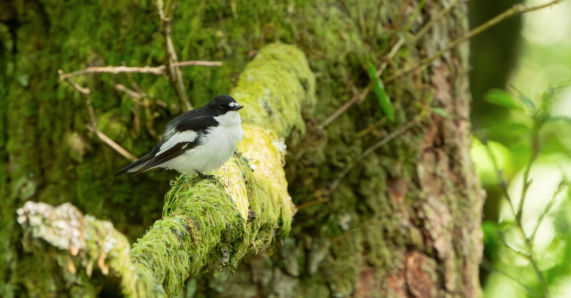 Pied Flycatcher, Peak District