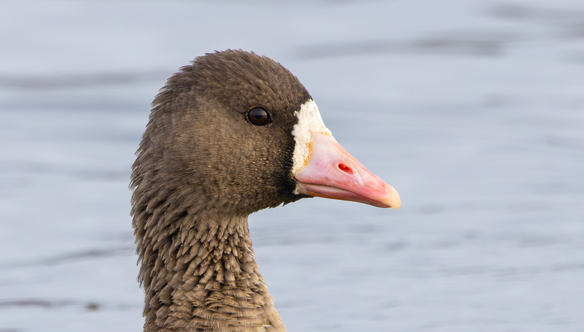 Russian White-fronted Goose, Stoke Bardolph, Nottinghamshire