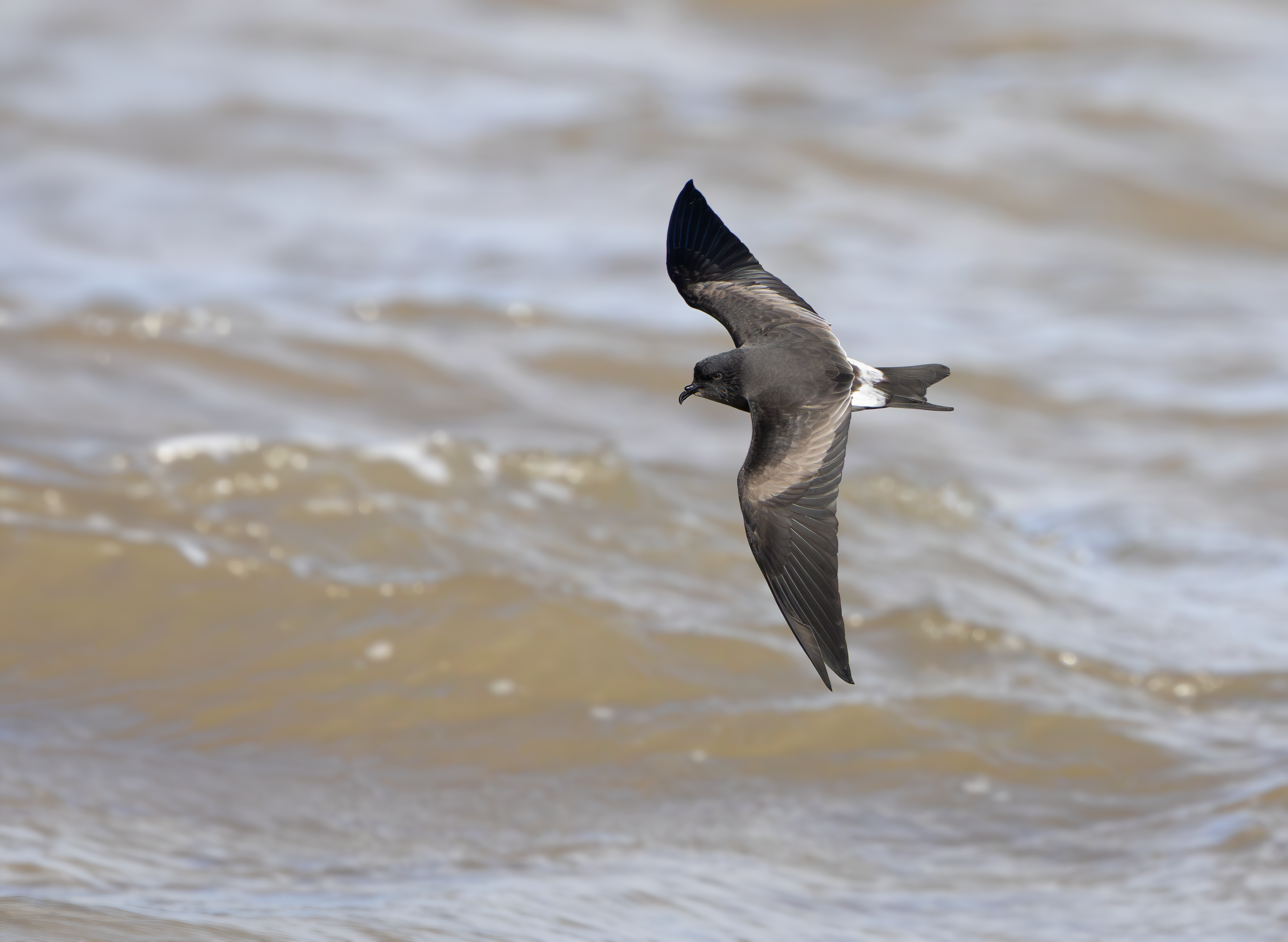 Leach's Storm Petrel, Wallasey, Cheshire
