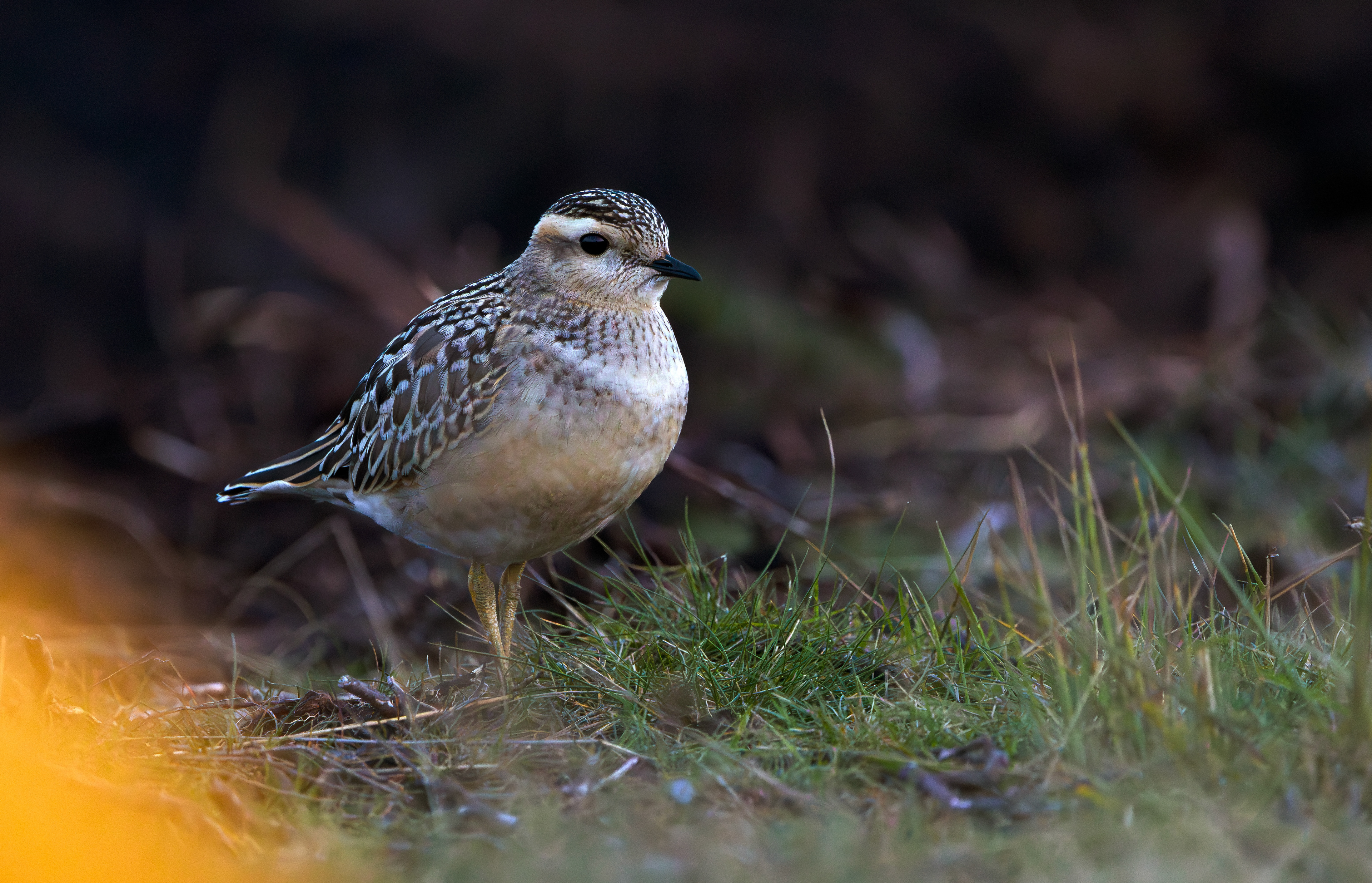 Eurasian Dotterel, Burbage Moor, South Yorkshire