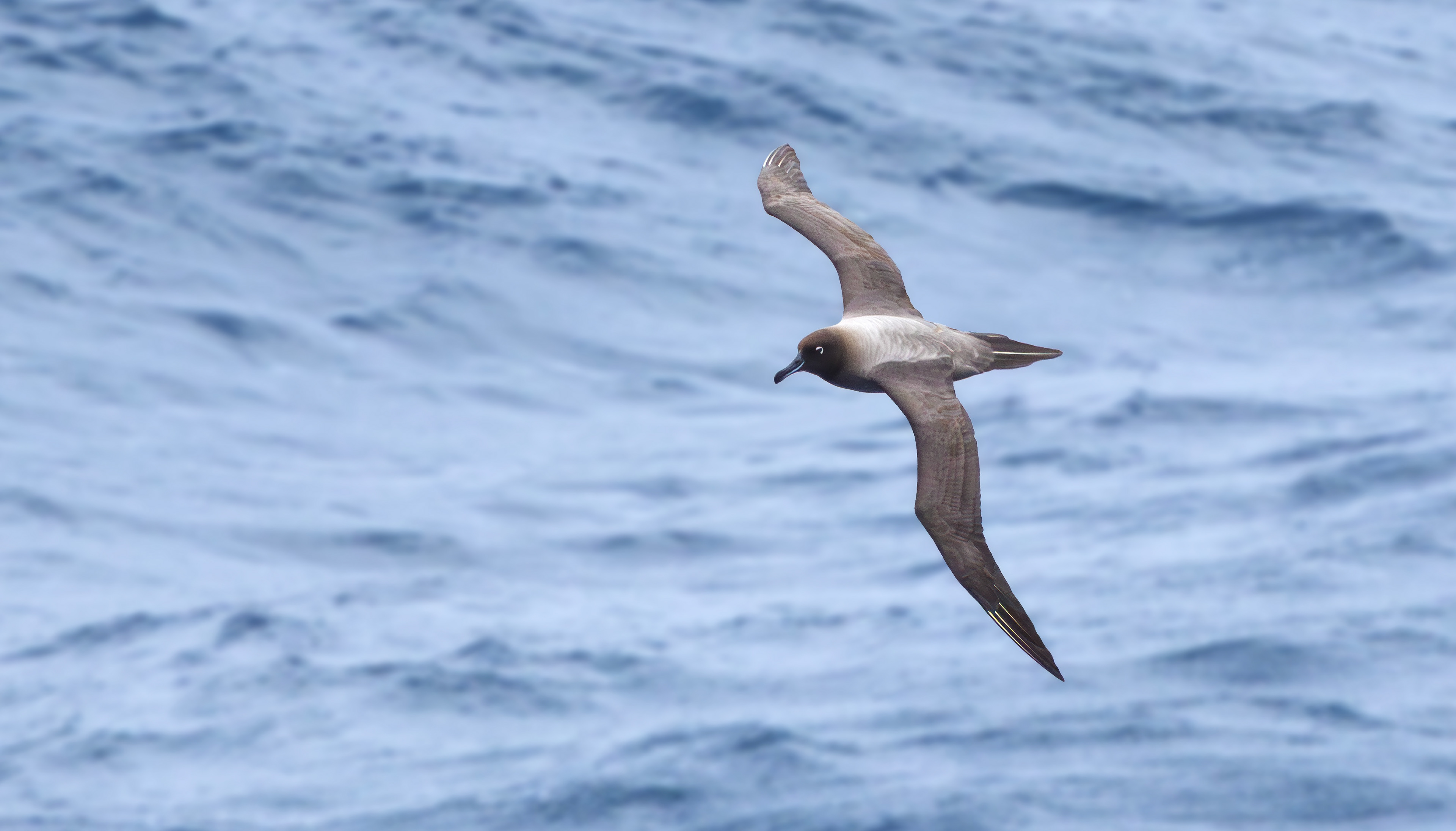 Light-mantled Albatross