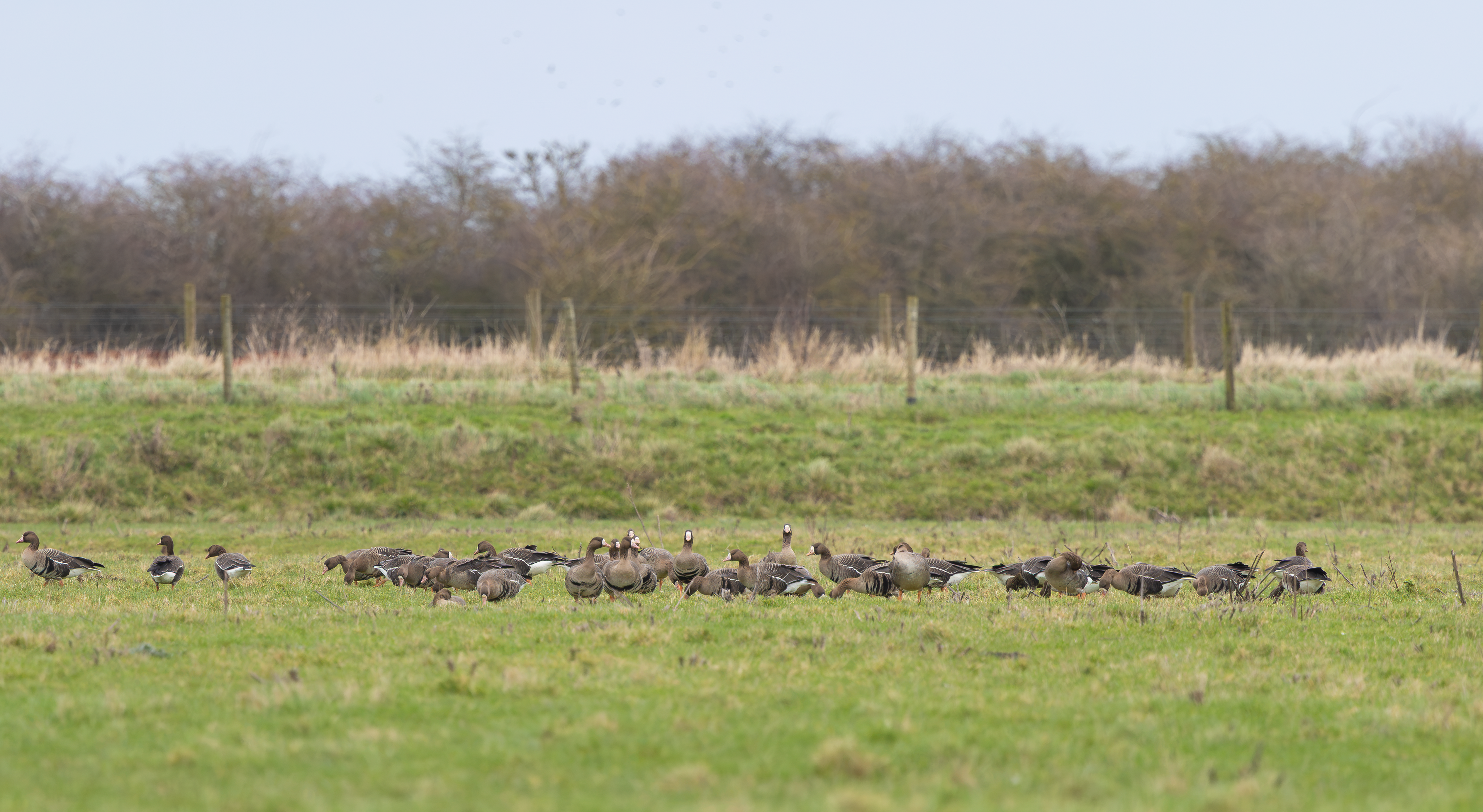Russian White-fronted Goose, Frampton Marsh RSPB, Lincolnshire