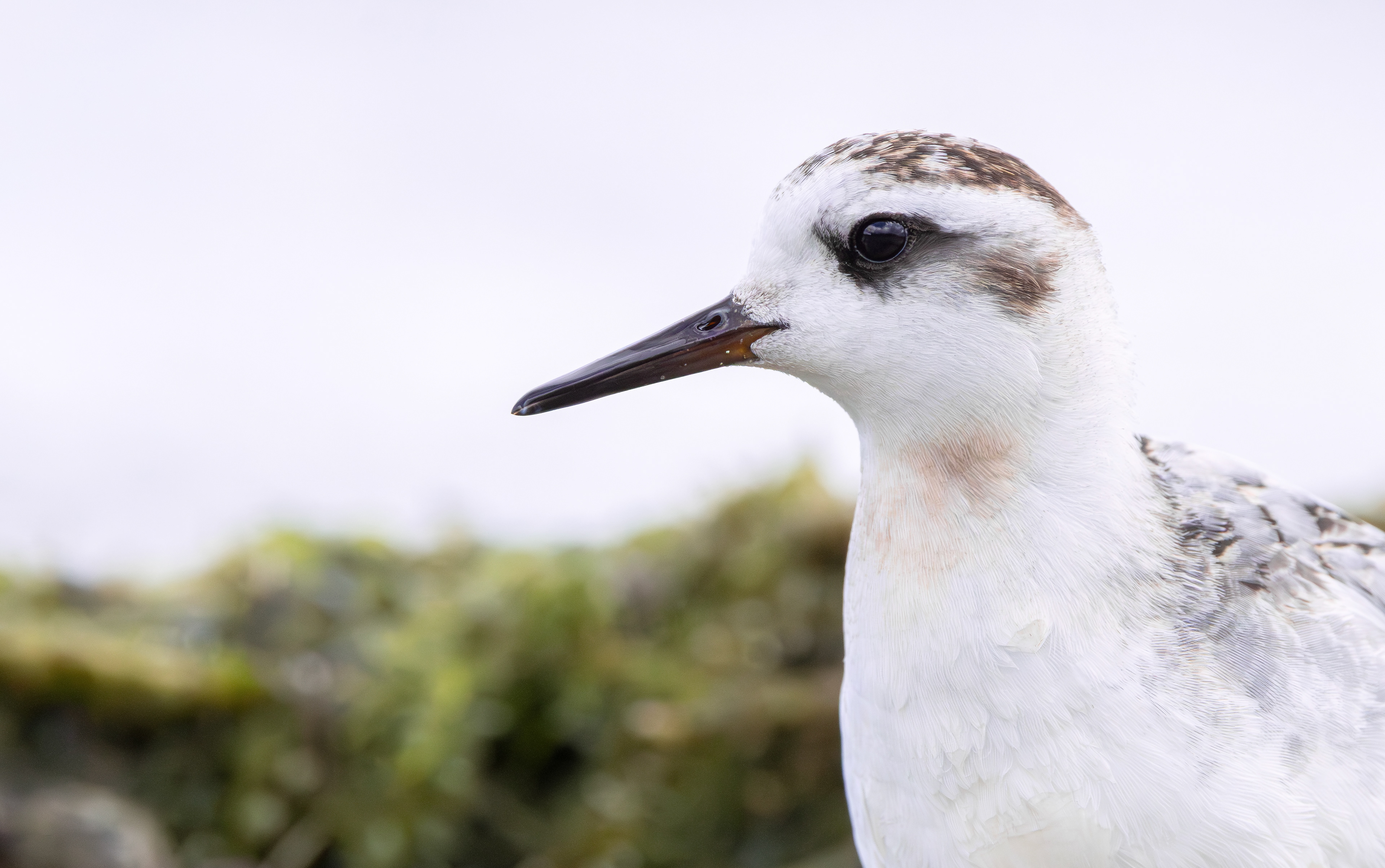 Grey Phalarope, Rutland Water, Leicestershire & Rutland