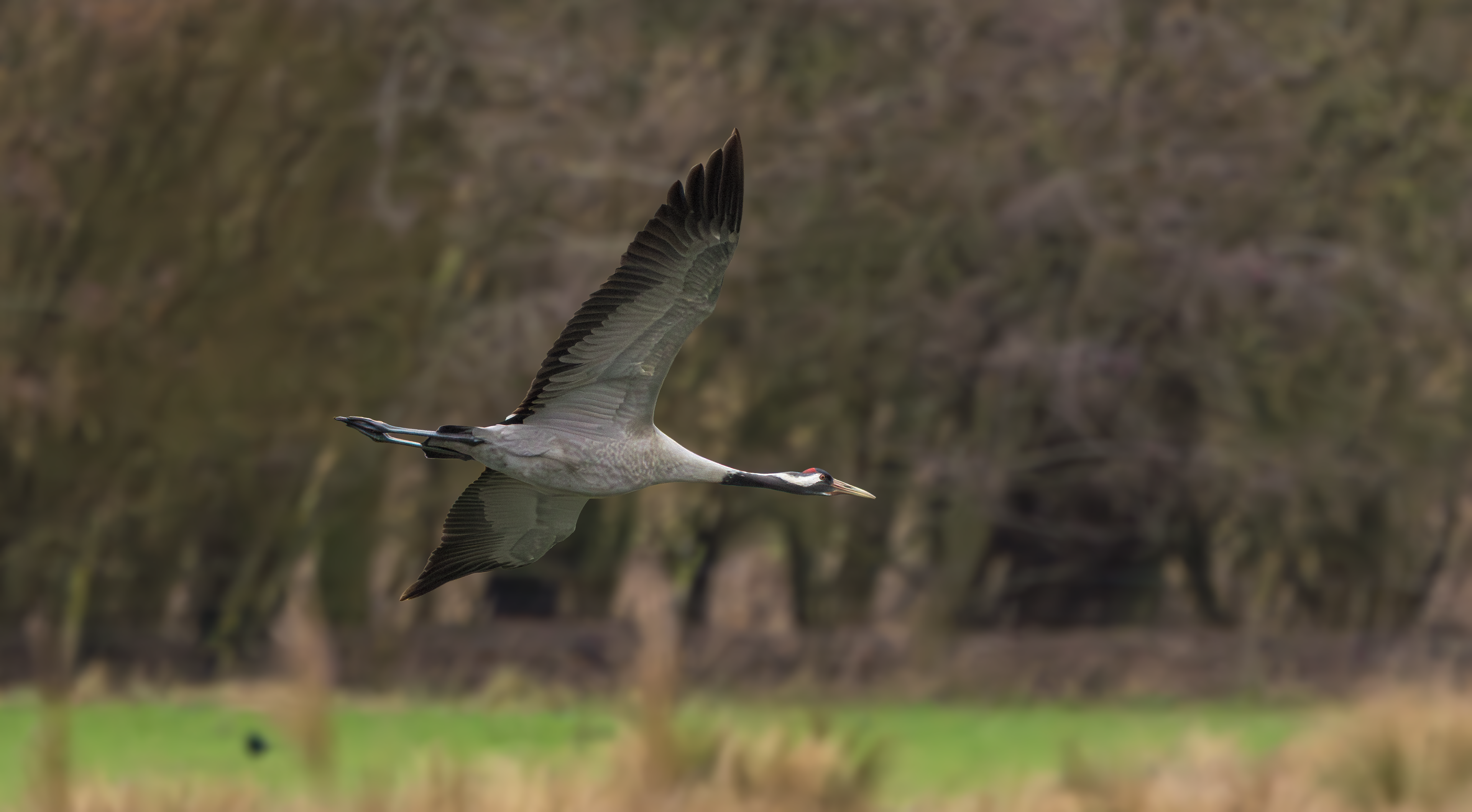 Common Crane, Willow Tree Fen LWT, Lincolnshire