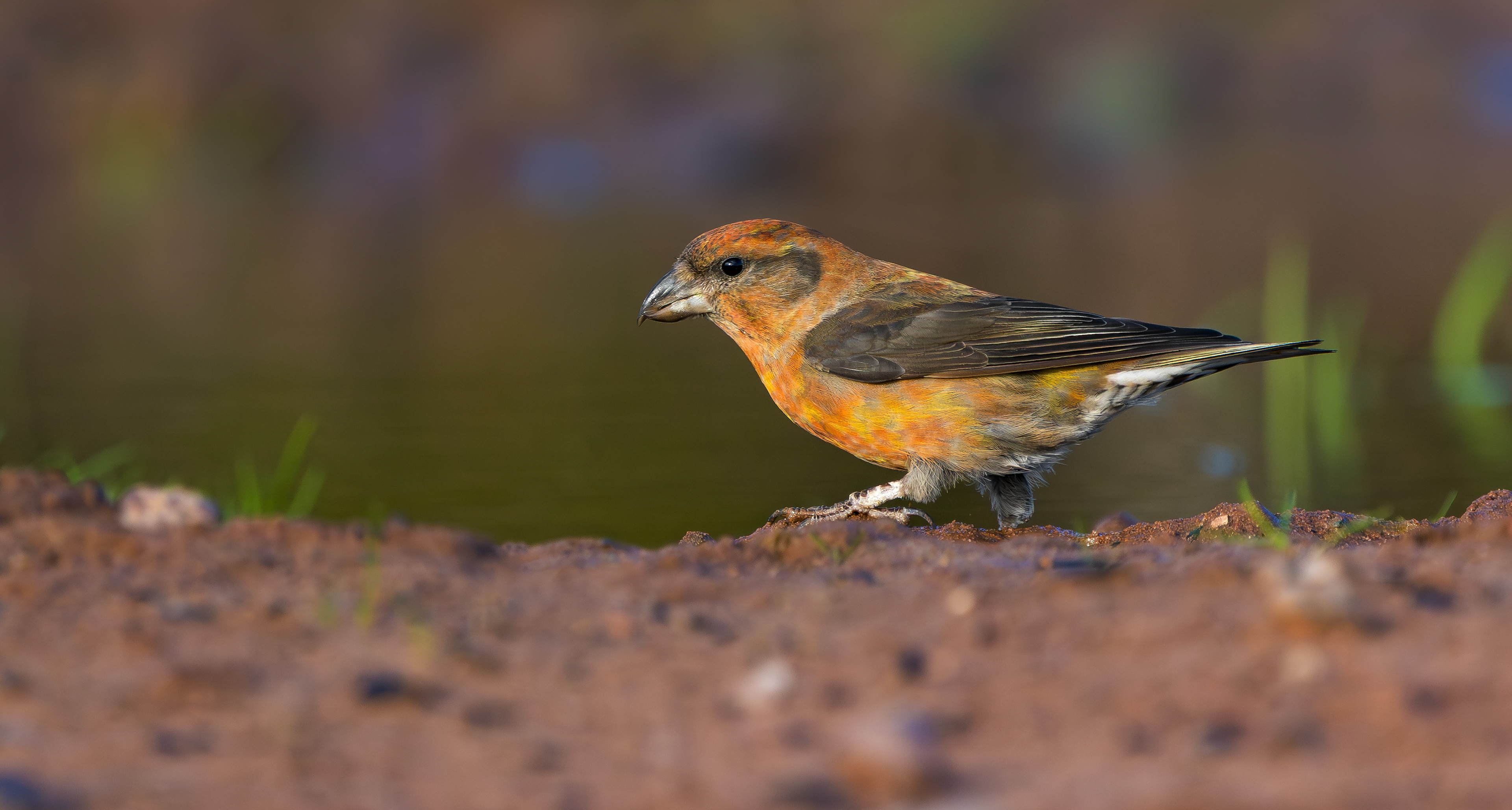 Common Crossbill, Nottinghamshire
