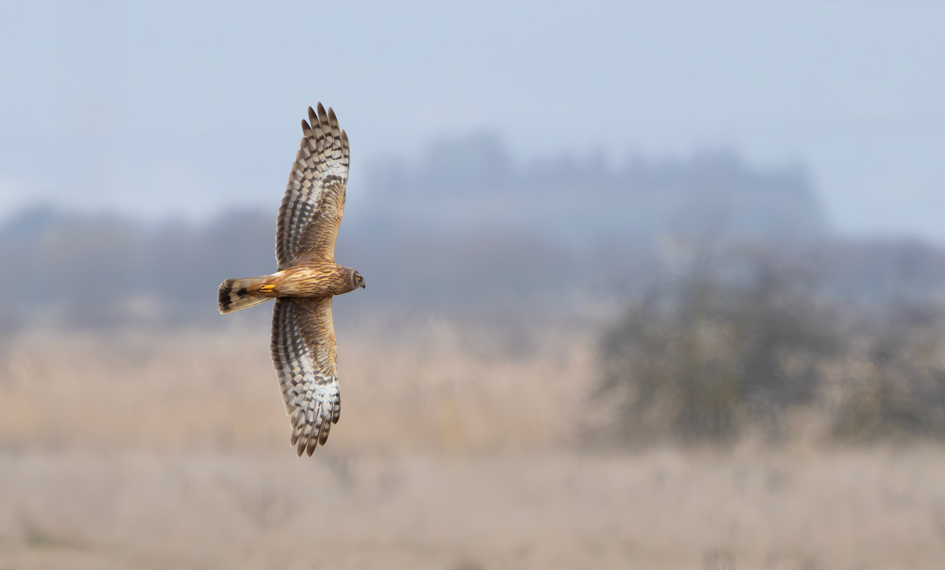Hen Harrier, Lincolnshire