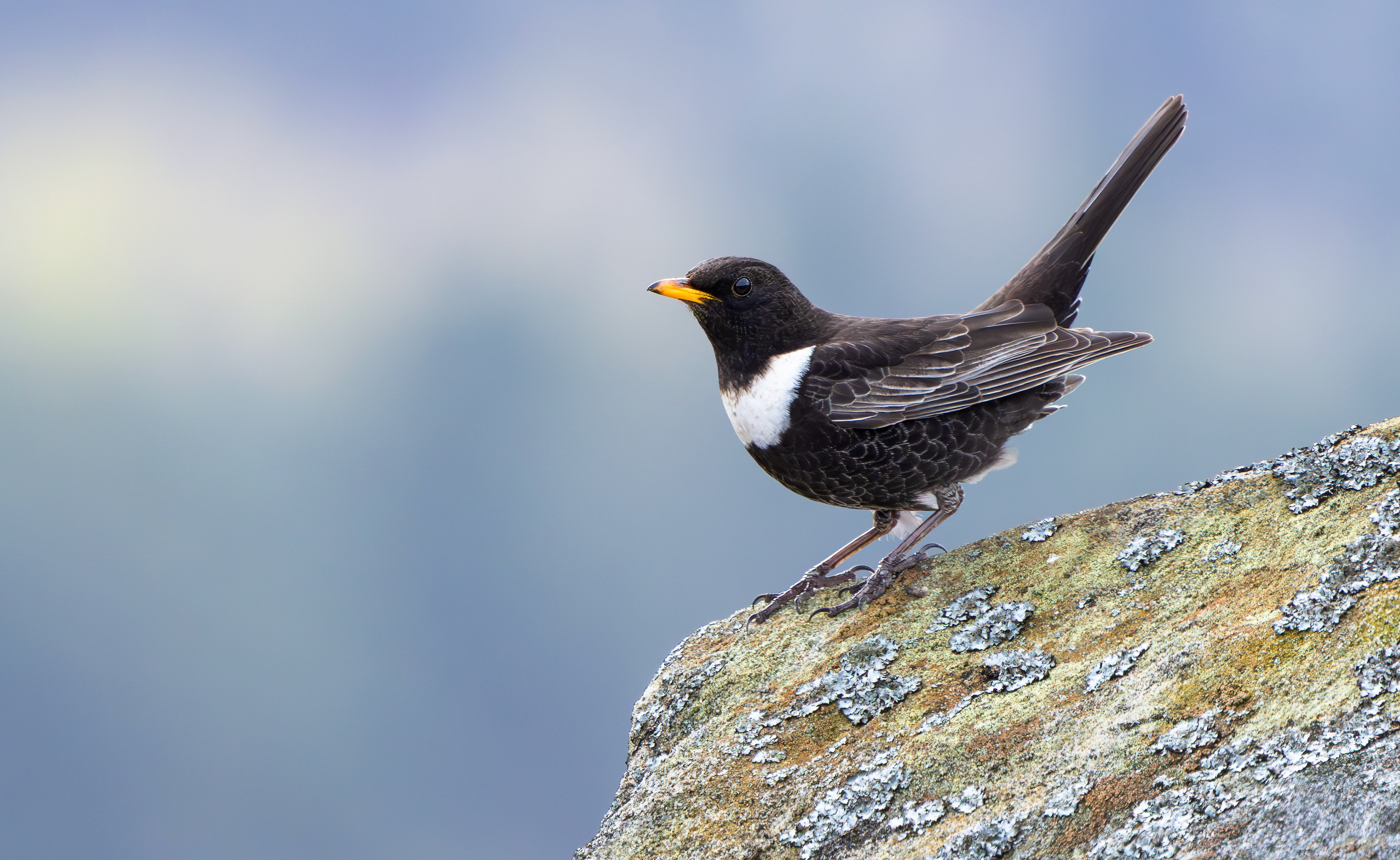 Ring Ouzel, Peak District, South Yorkshire