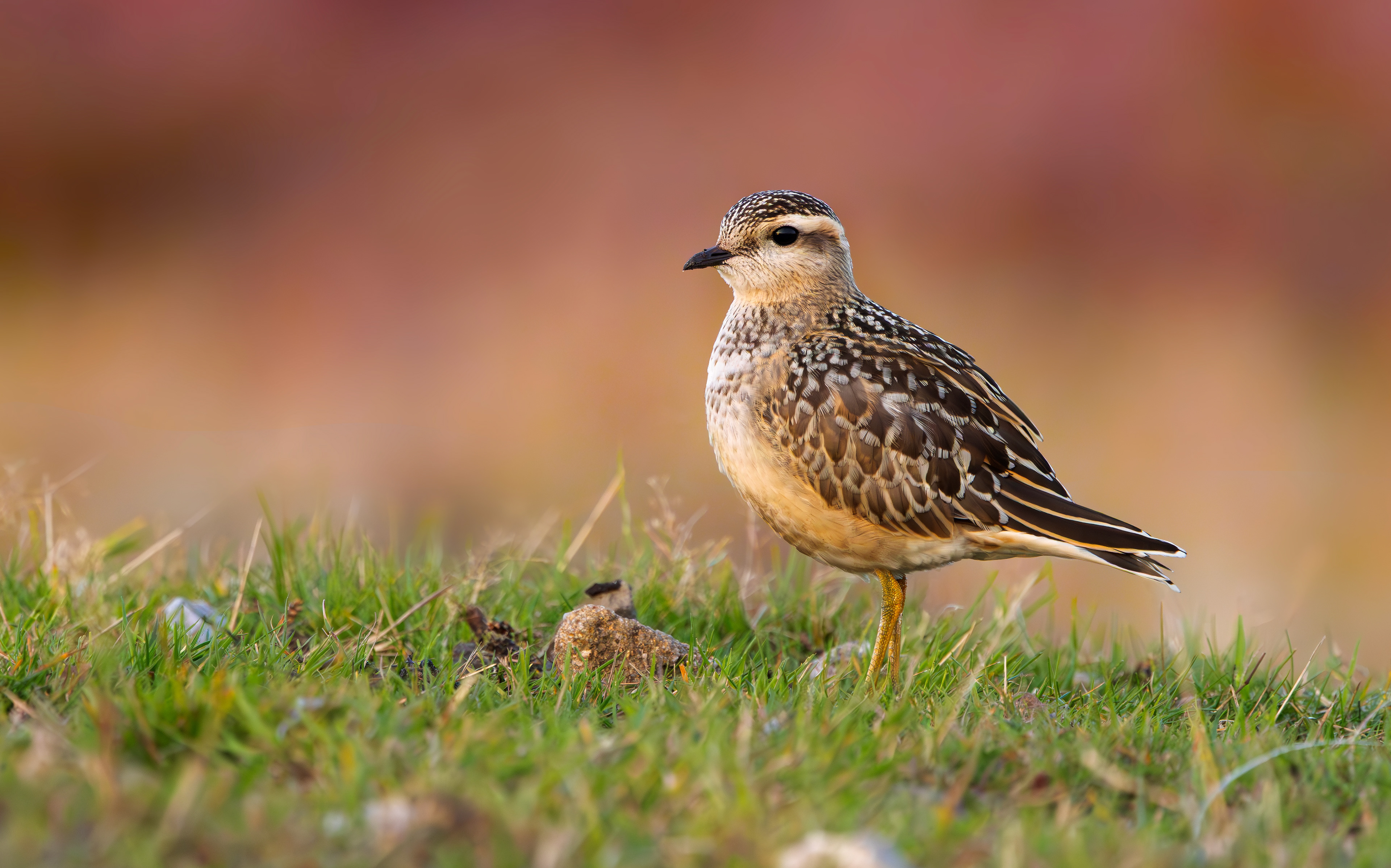 Eurasian Dotterel, Burbage Moor, South Yorkshire