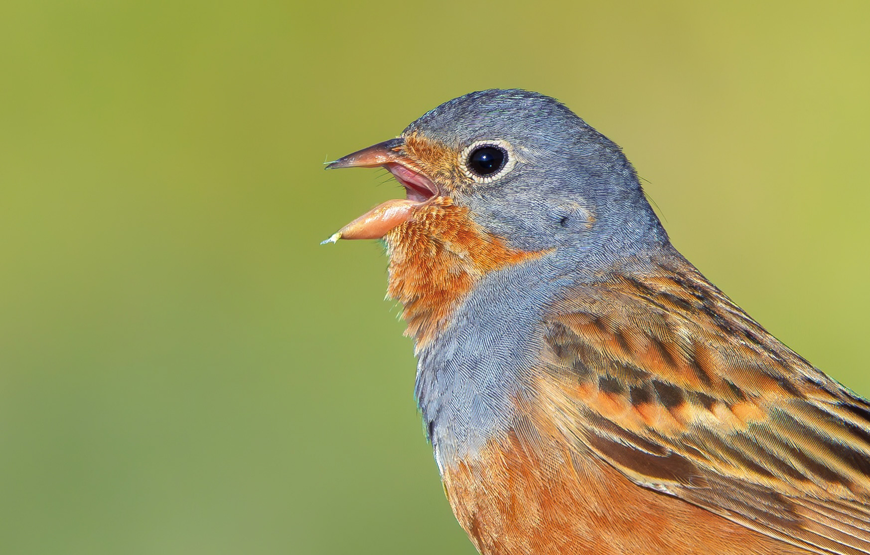 Cretzschmar's Bunting