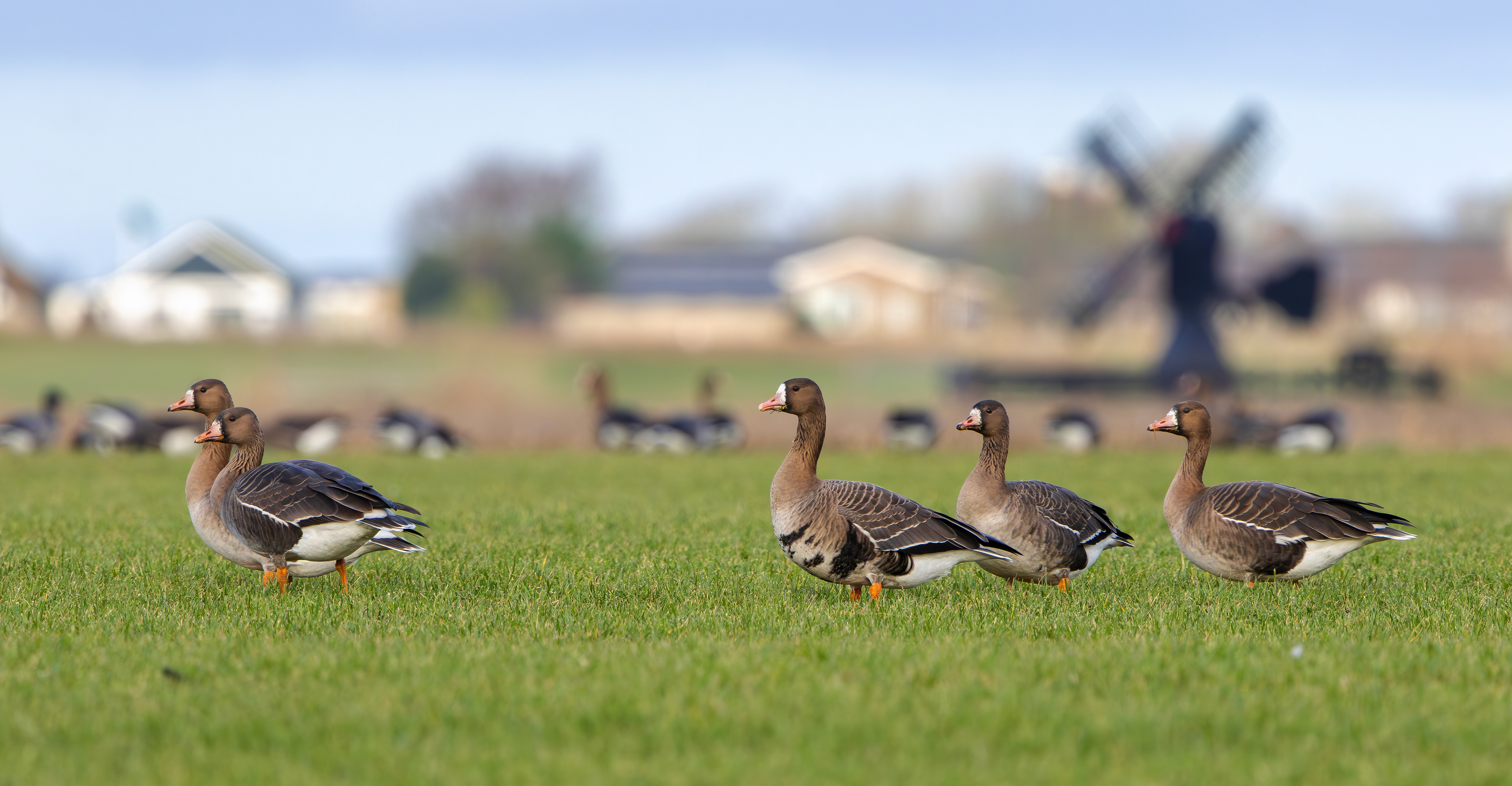 Russian White-fronted Geese, Texel