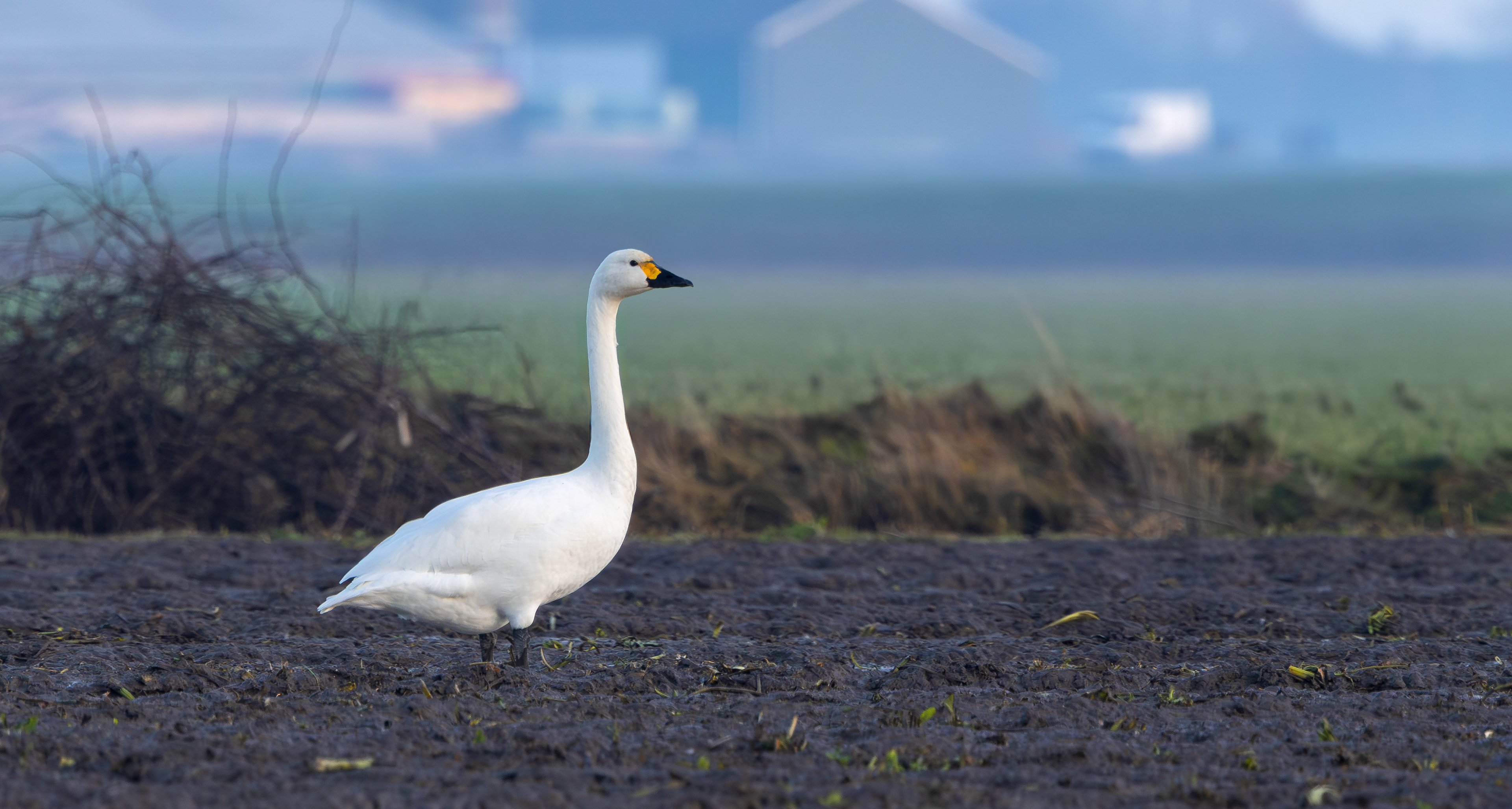 Bewick's Swan, Texel
