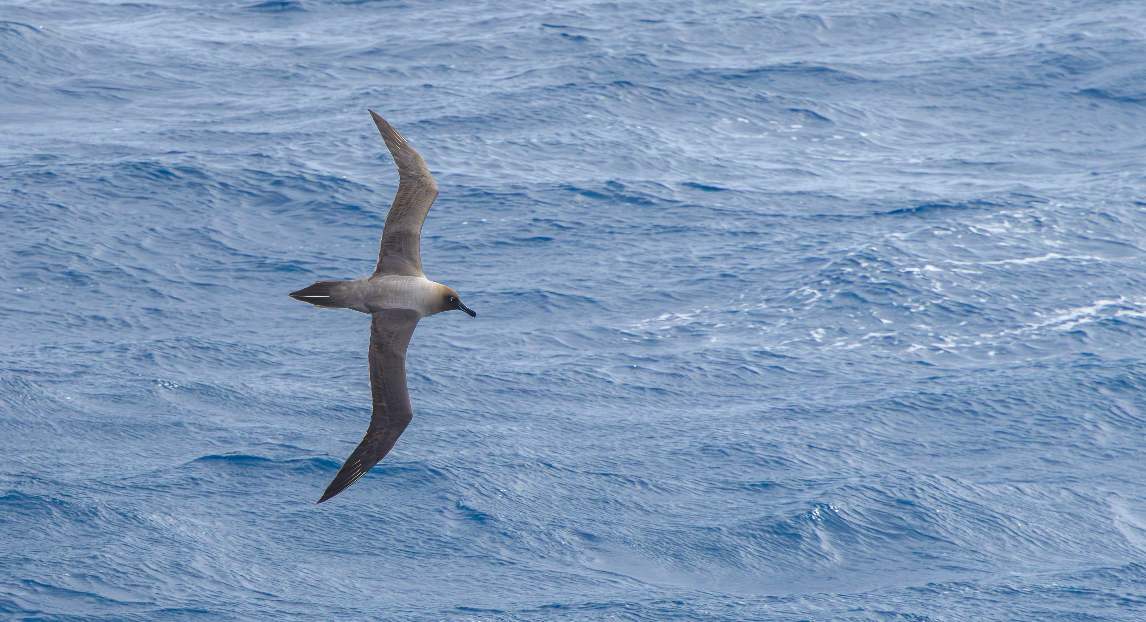 Light-mantled Albatross