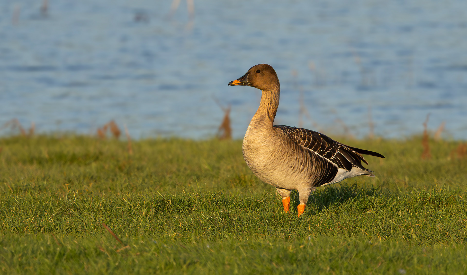 Tundra Bean Goose, Girton Pits, Nottinghamshire