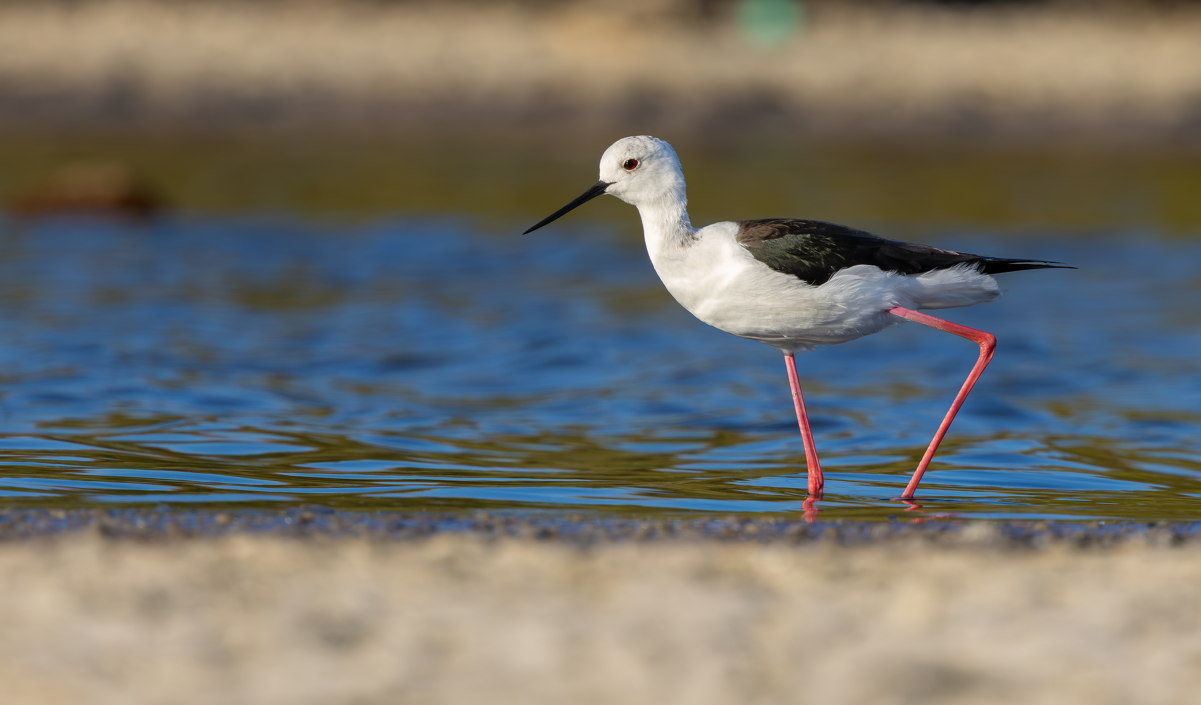 Black-winged Stilt
