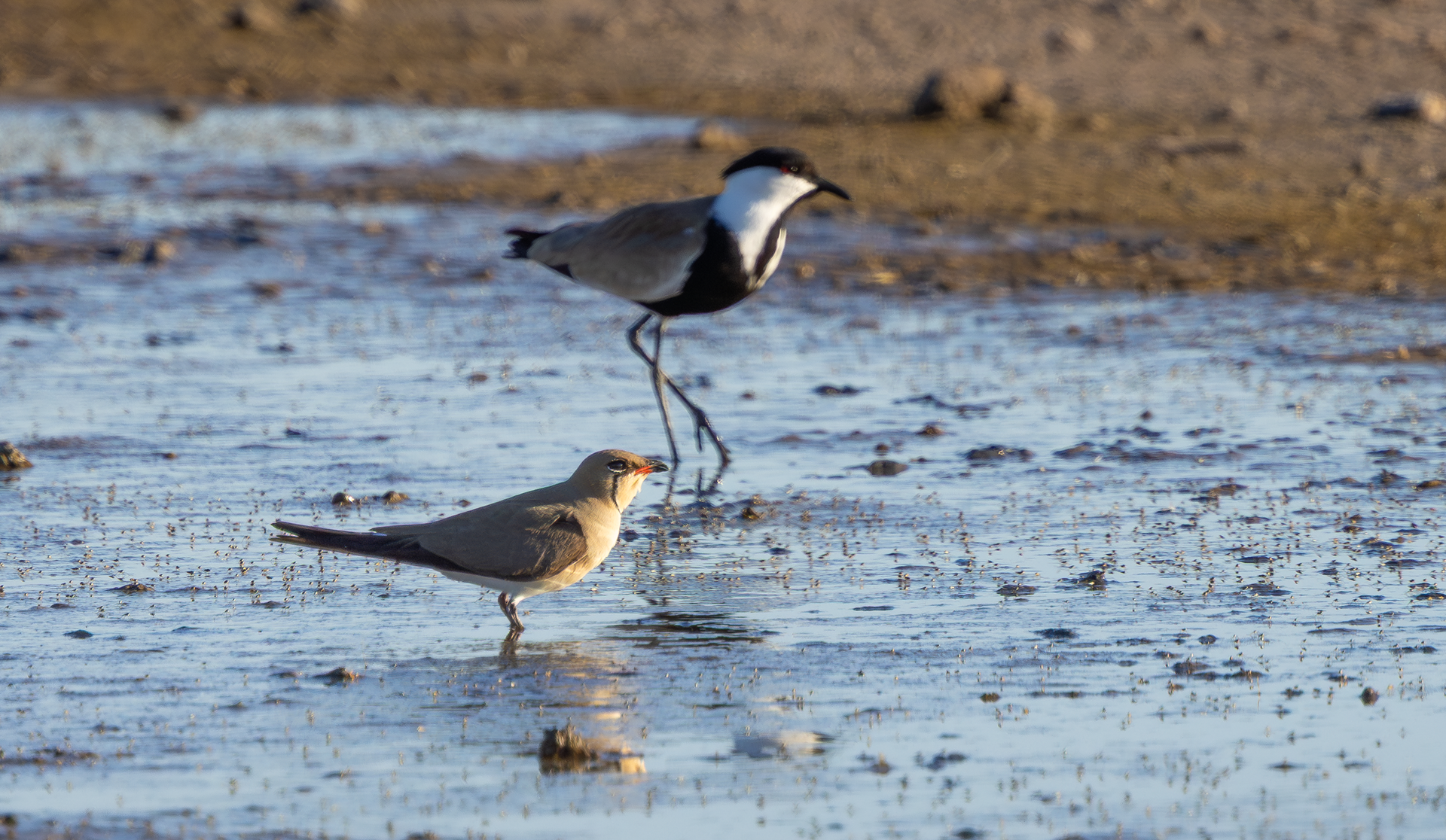 Collared Pratincole and Spur-winged Lapwing