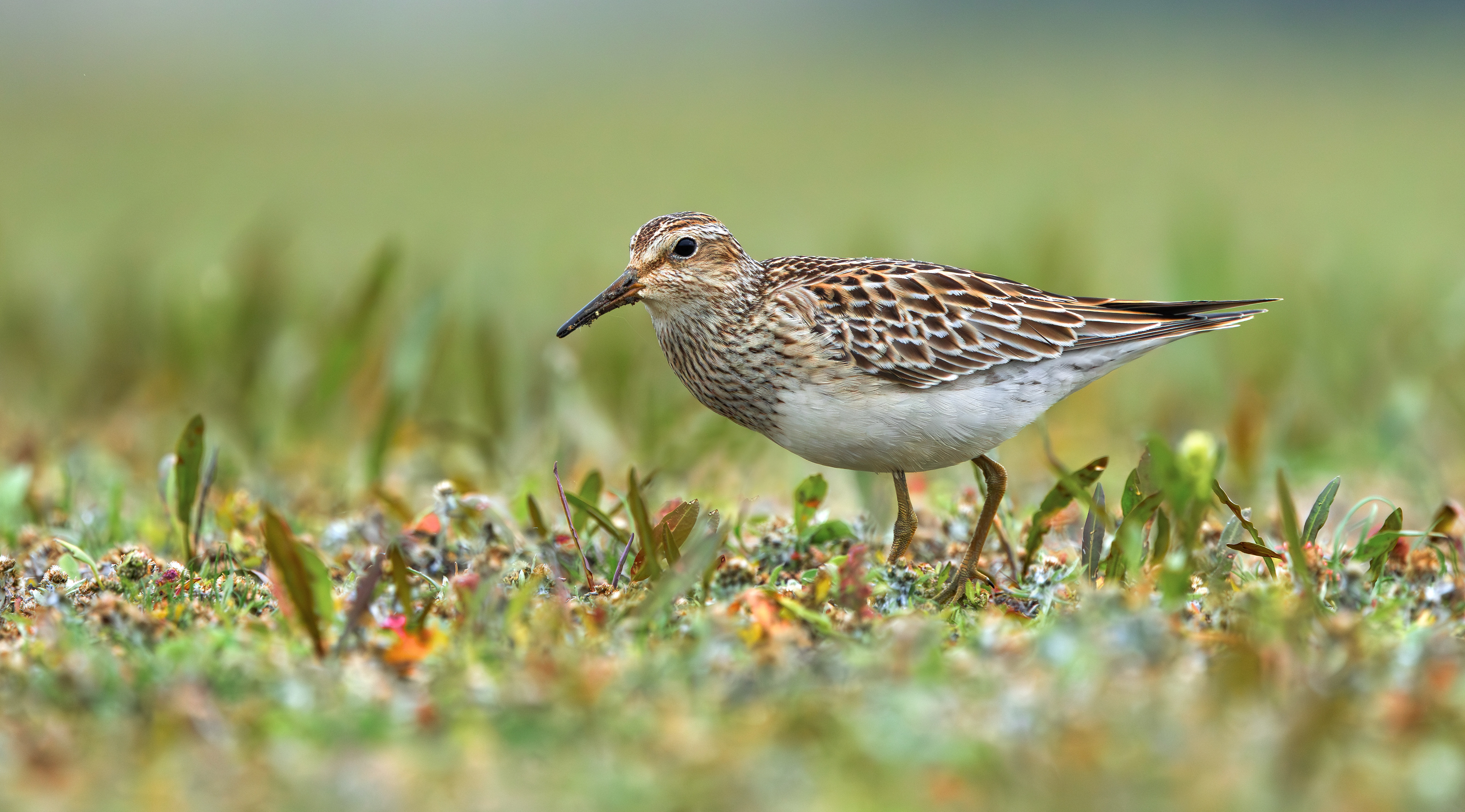 Pectoral Sandpiper, Hollowell Reservoir, Northamptonshire