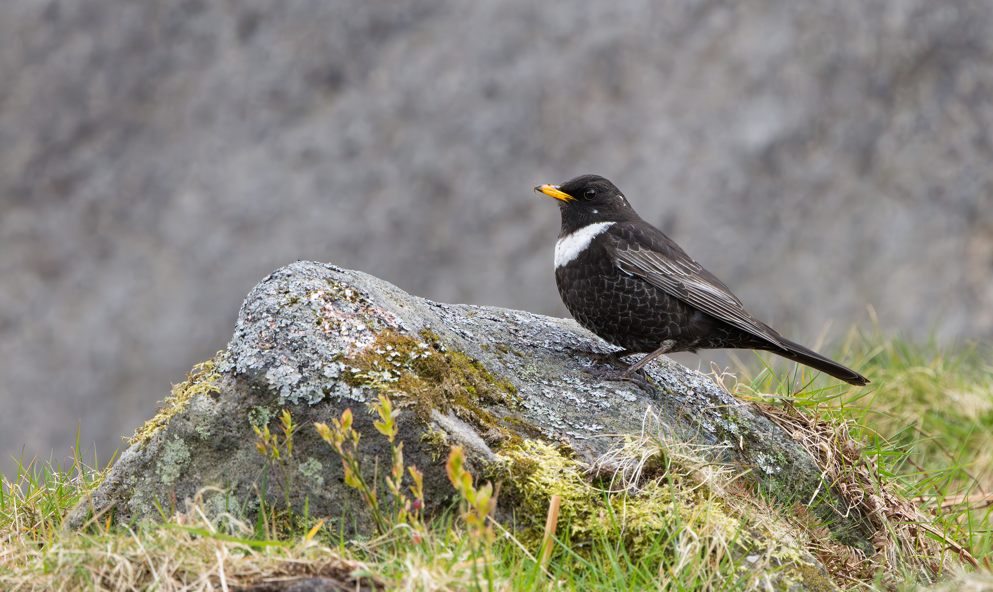 Ring Ouzel, Peak District, South Yorkshire