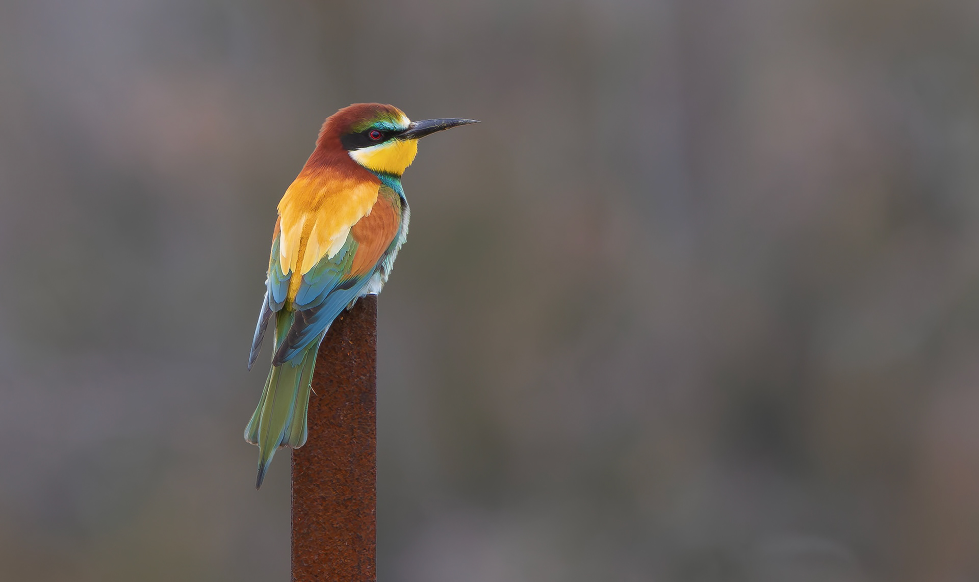 European Bee-eater