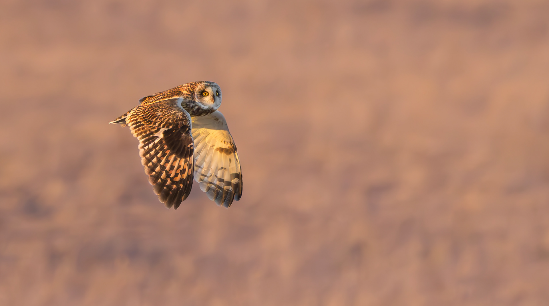 Short-eared Owl, Lincolnshire
