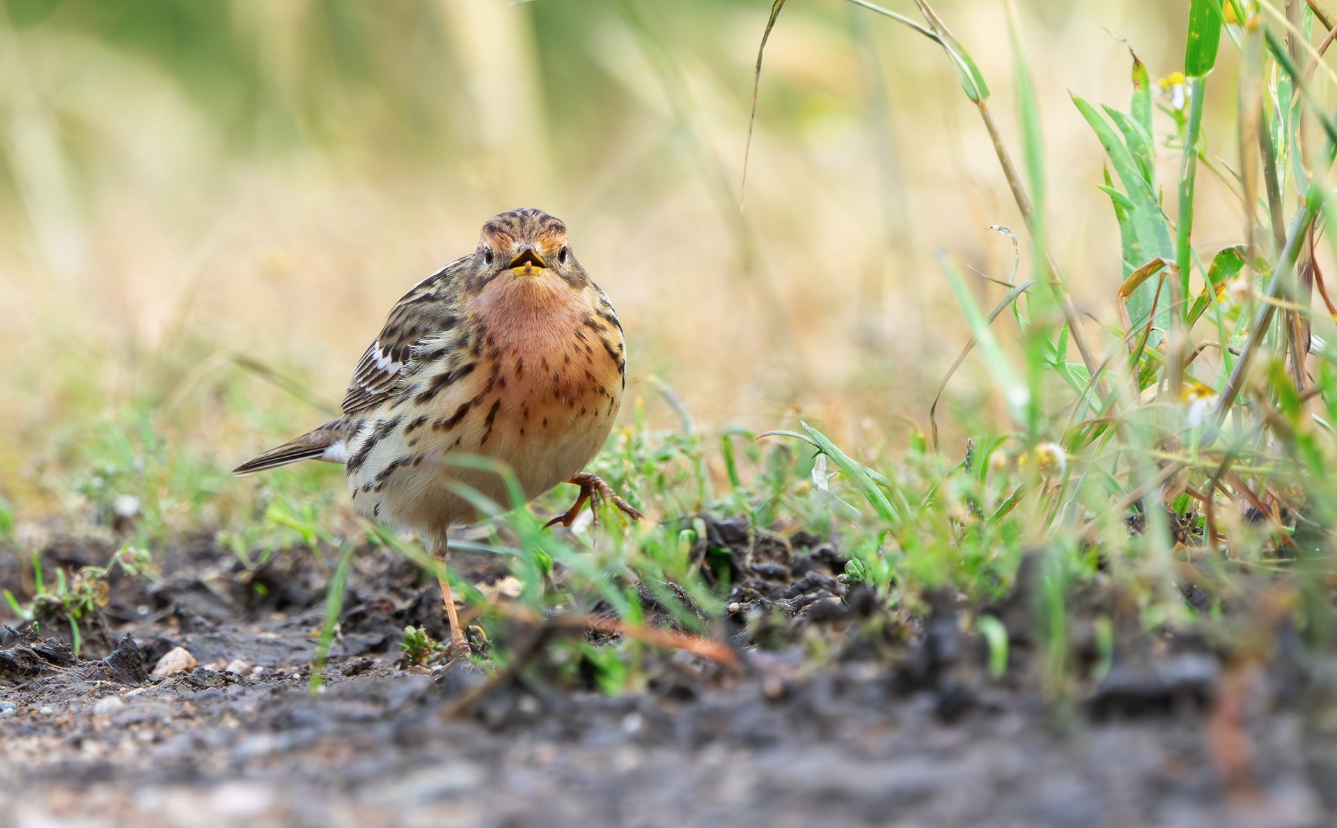 Red-throated Pipit