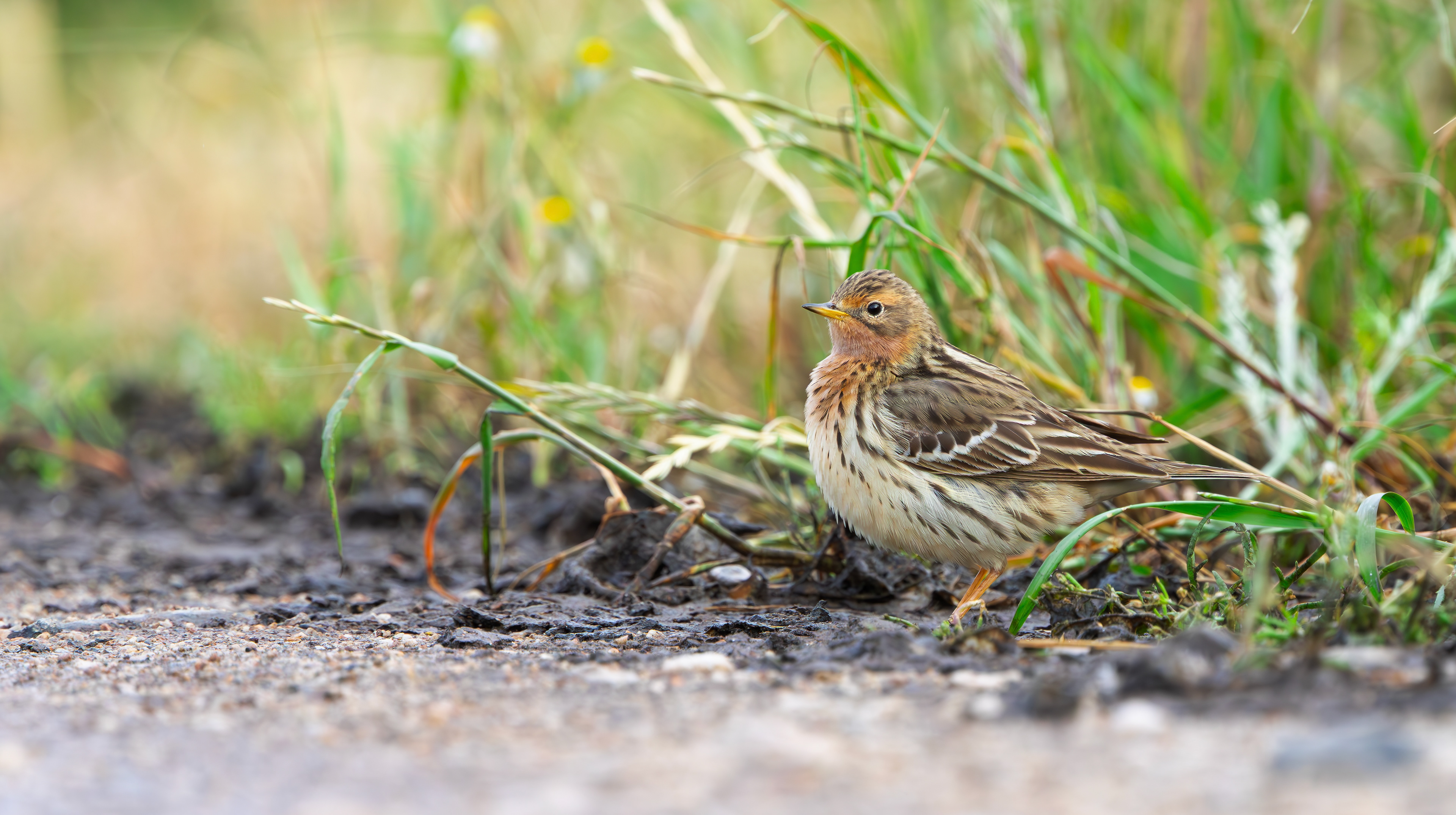 Red-throated Pipit, Lesvos