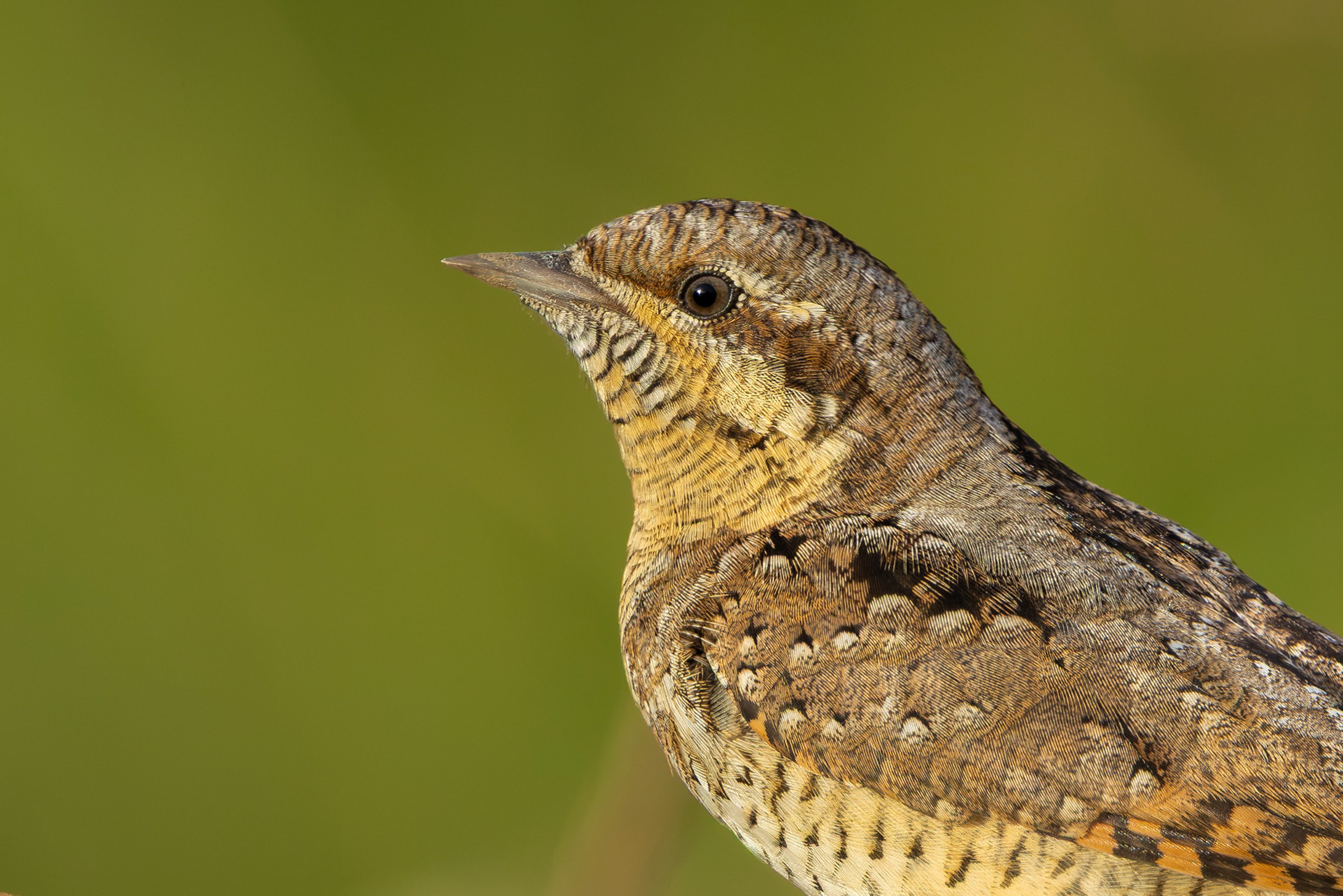 Wryneck, Freiston Shore RSPB, Lincolnshire