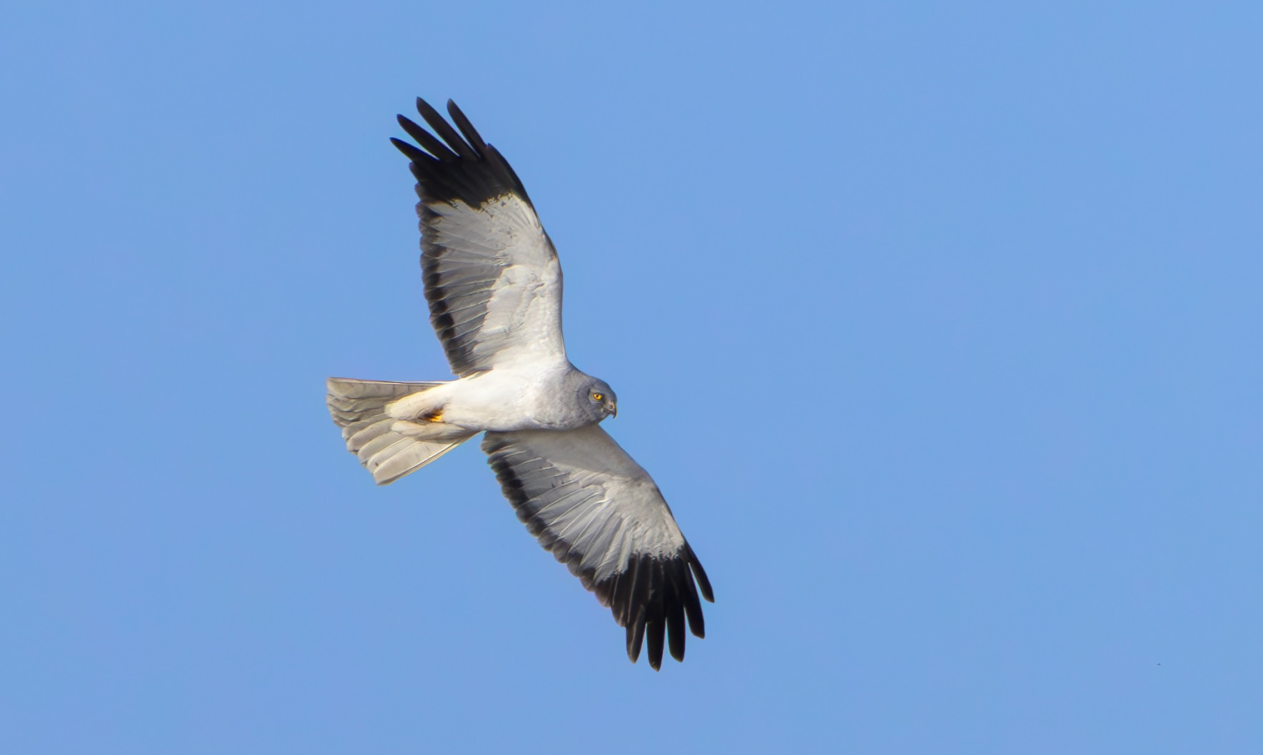 Hen Harrier, Lincolnshire