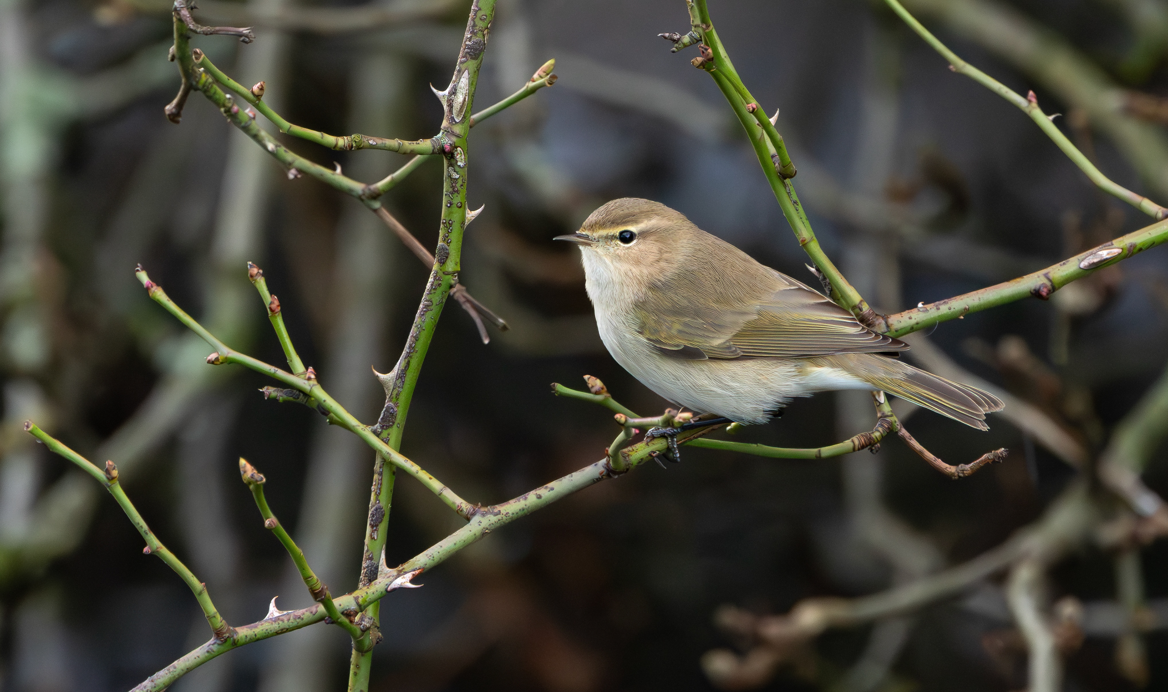 Siberian Chiffchaff, Stoke Bardolph, Nottinghamshire