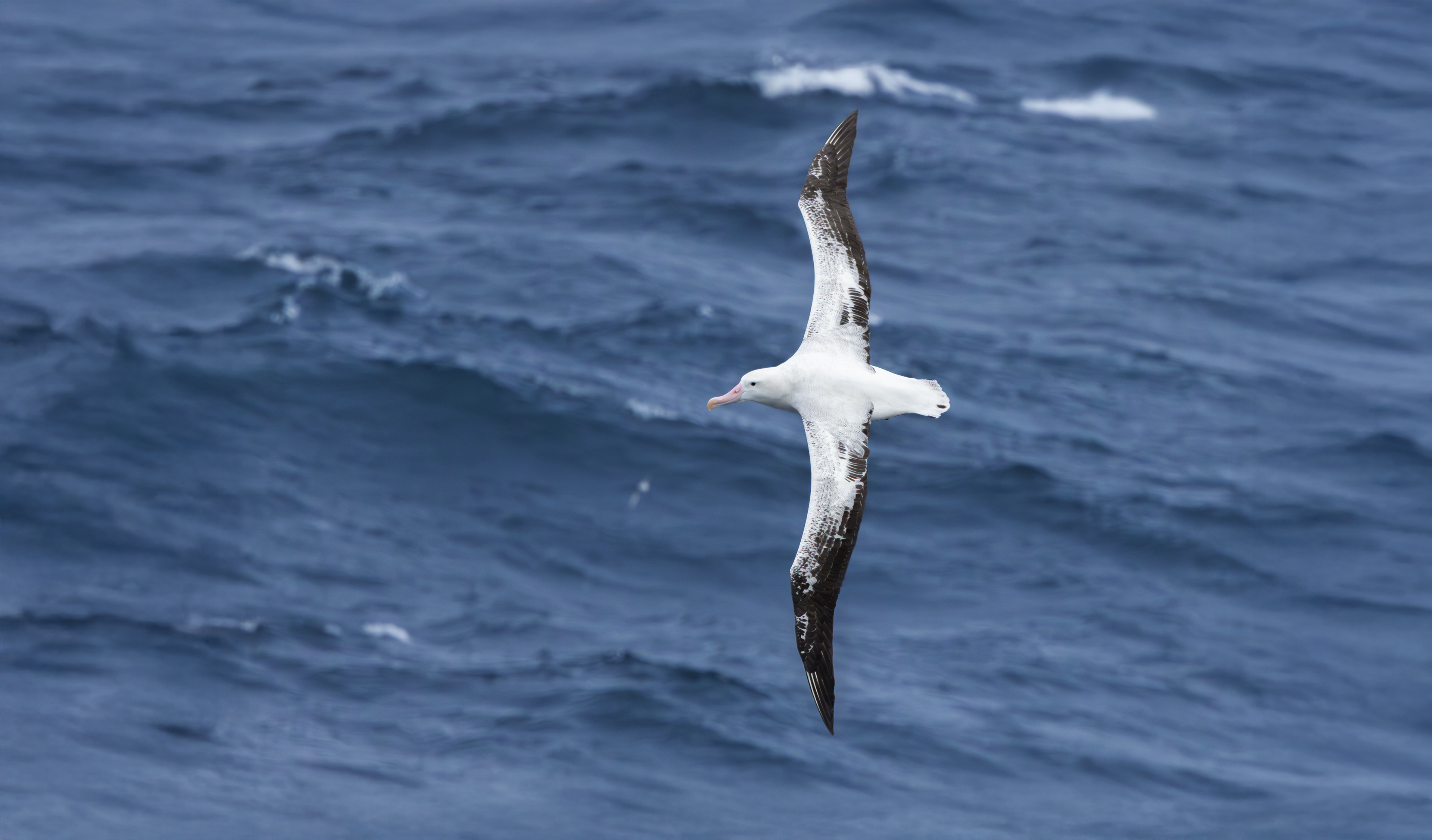 Snowy Albatross