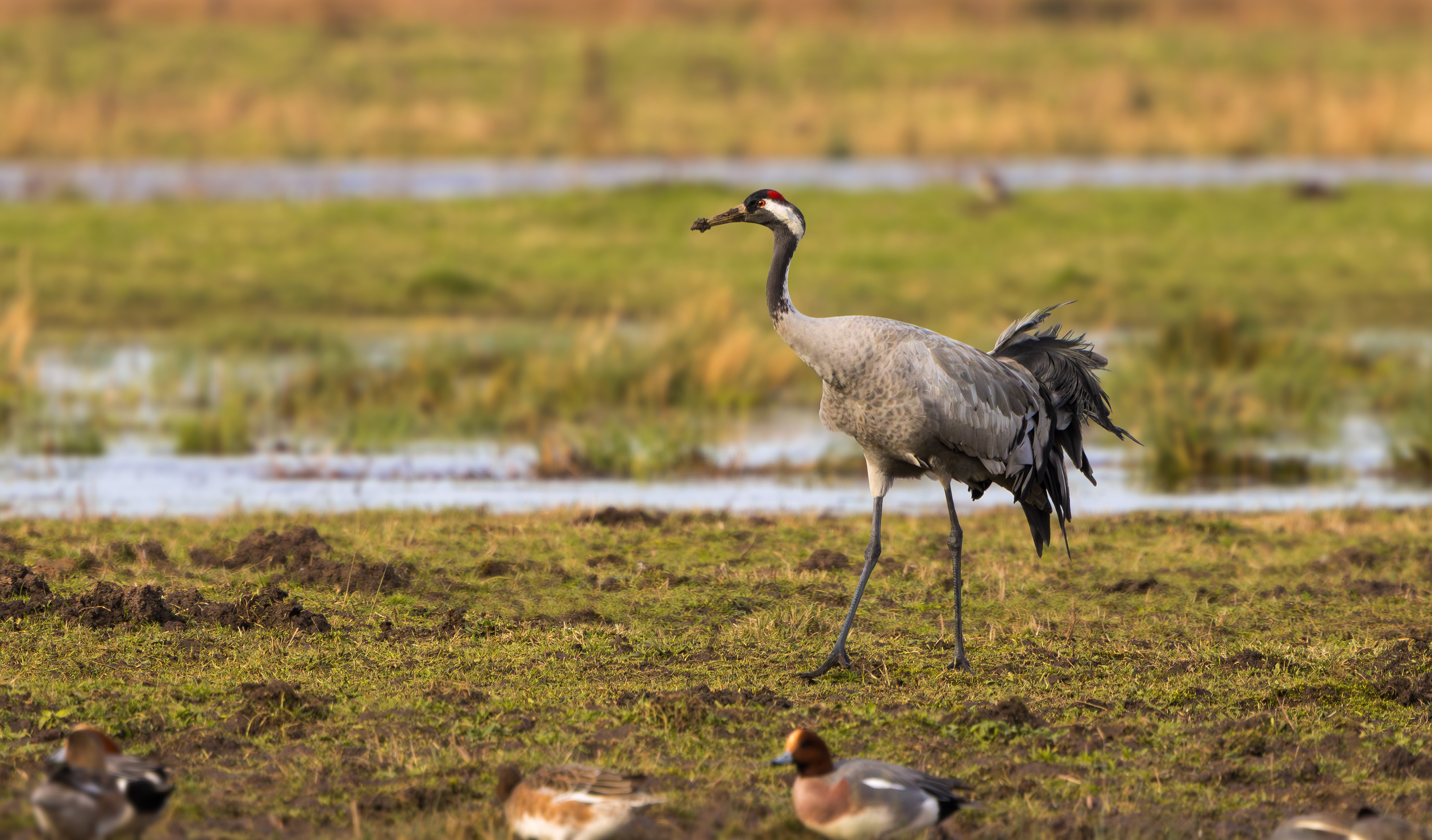 Common Crane, Willow Tree Fen LWT, Lincolnshire