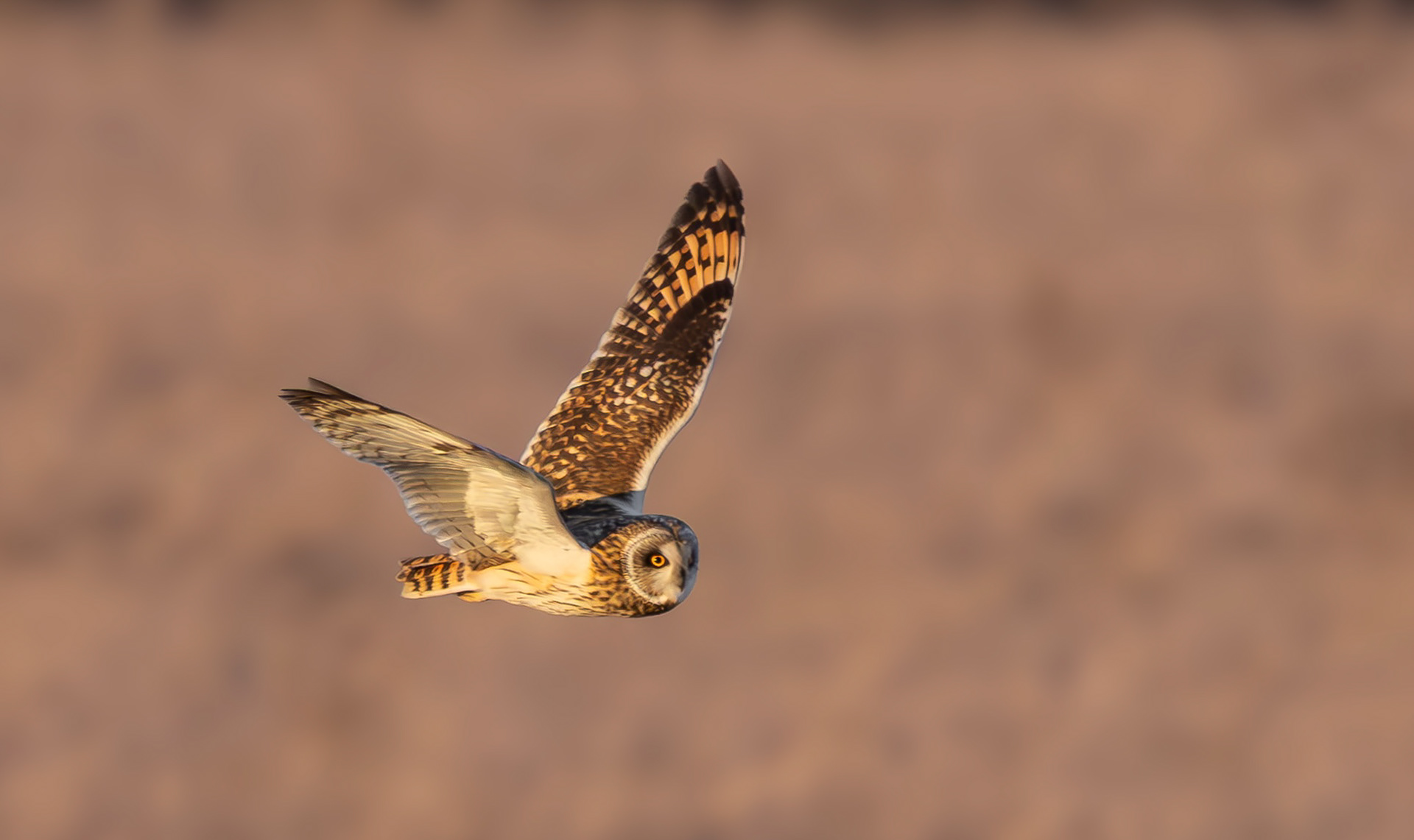 Short-eared Owl, Lincolnshire