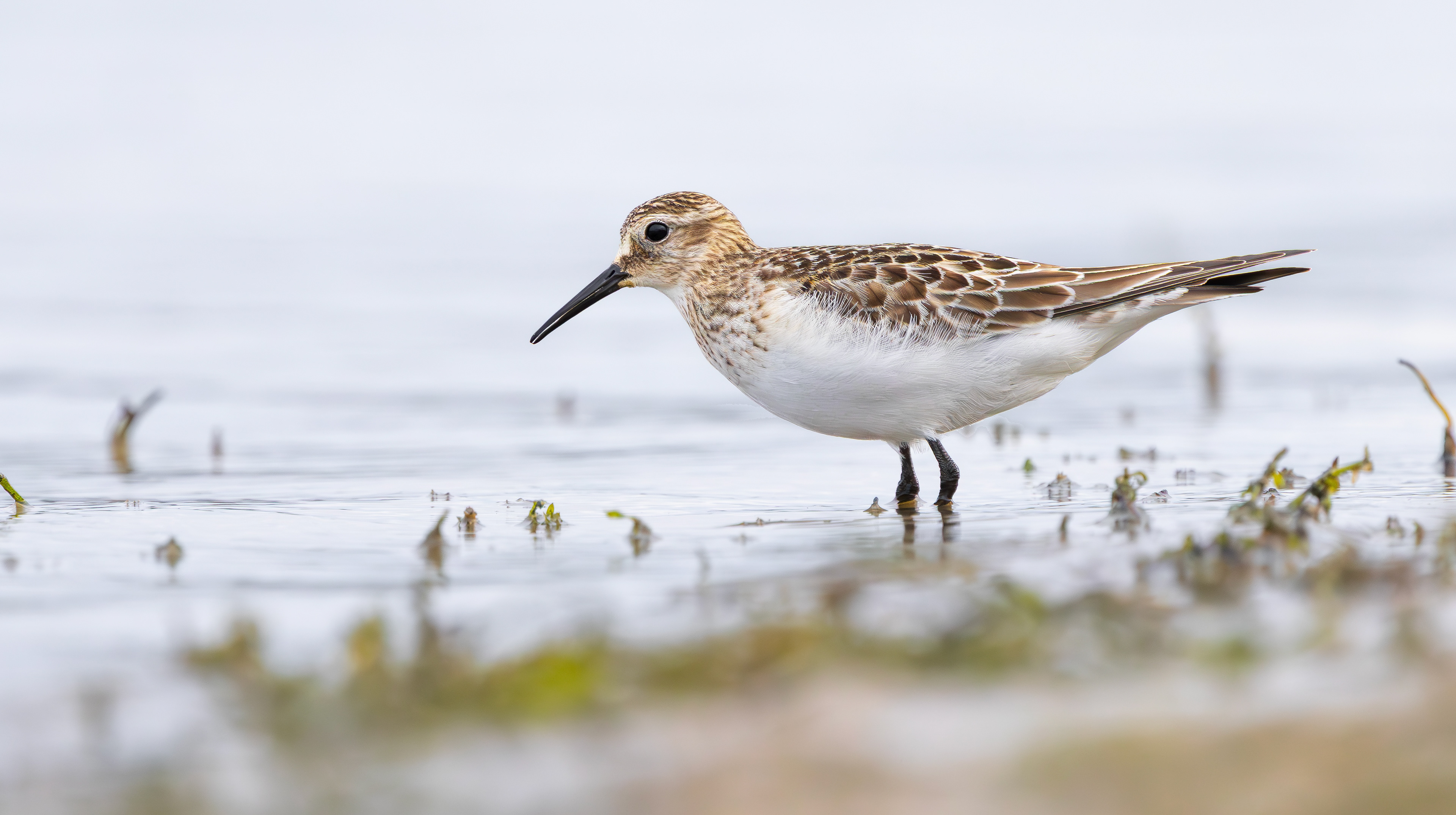 Baird's Sandpiper, Rutland Water, Leicestershire & Rutland
