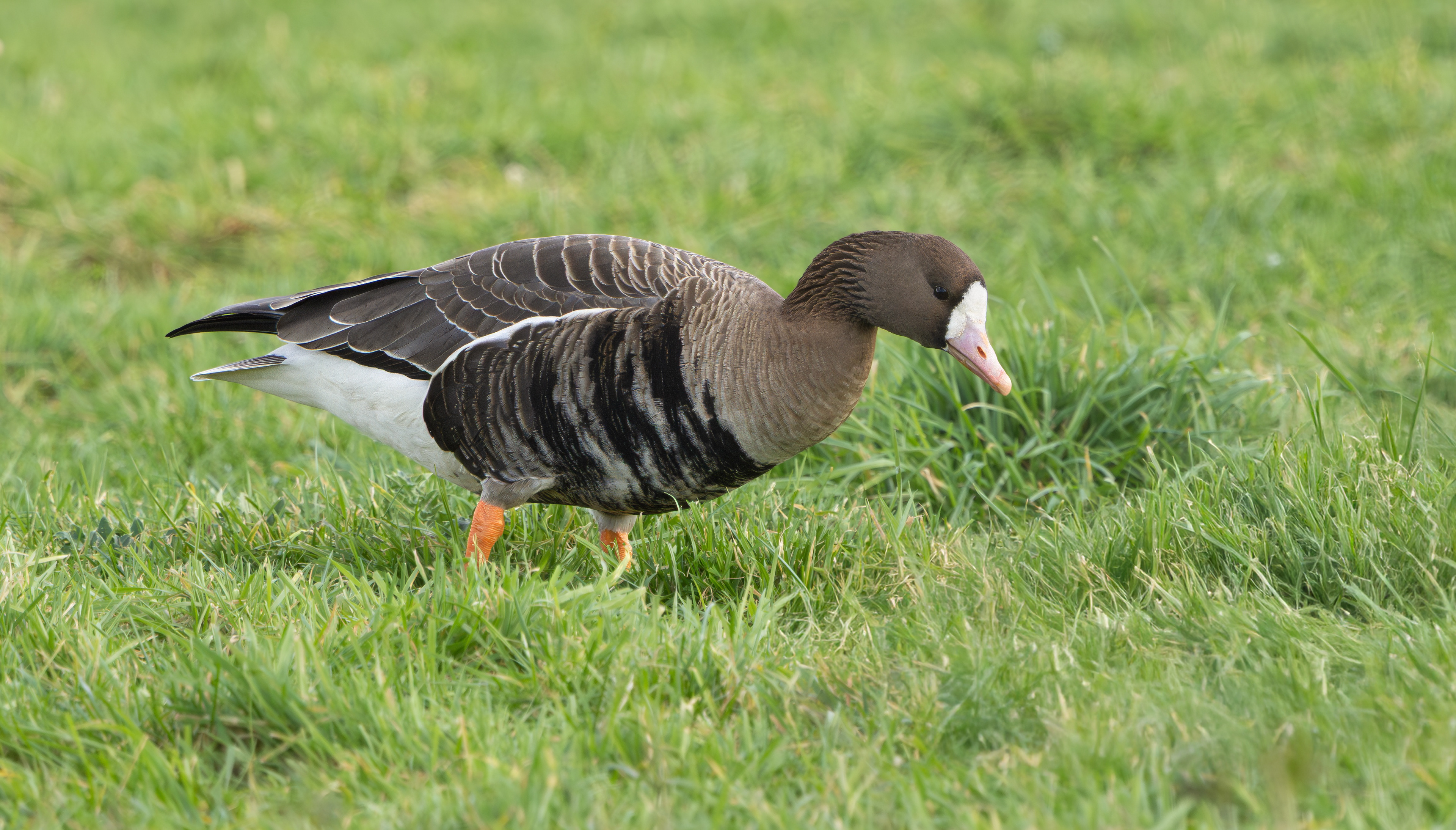 Russian White-fronted Goose, Girton Pits, Nottinghamshire