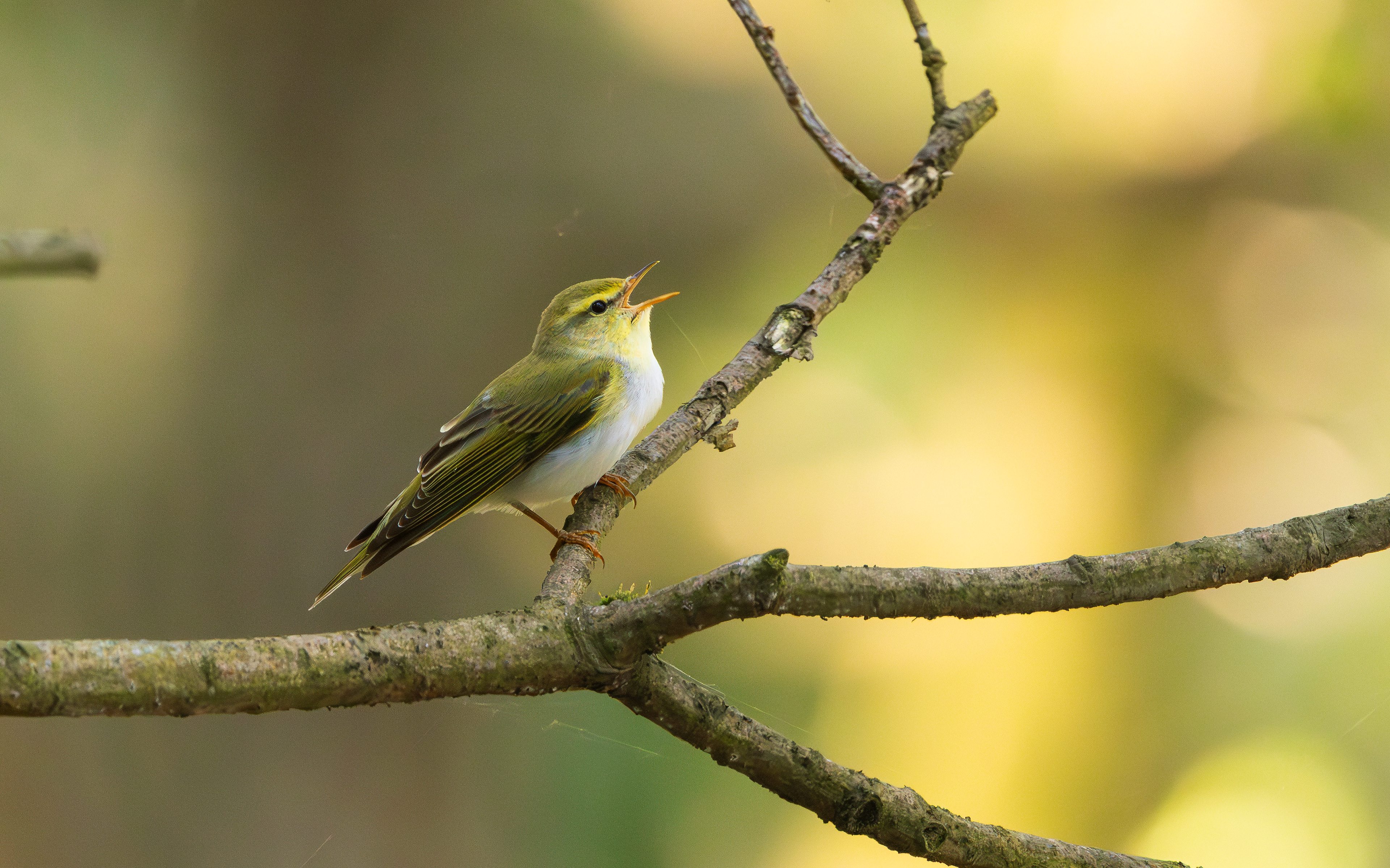 Wood Warbler, The Wreckin, Shropshire