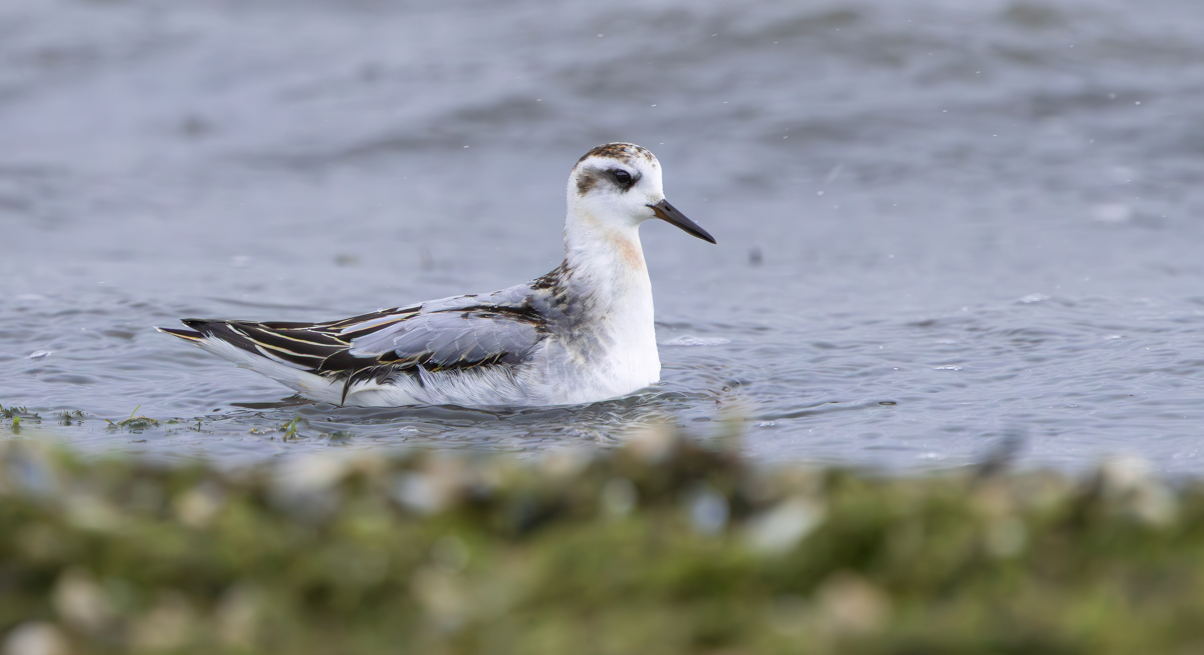 Grey Phalarope, Rutland Water, Leicestershire & Rutland