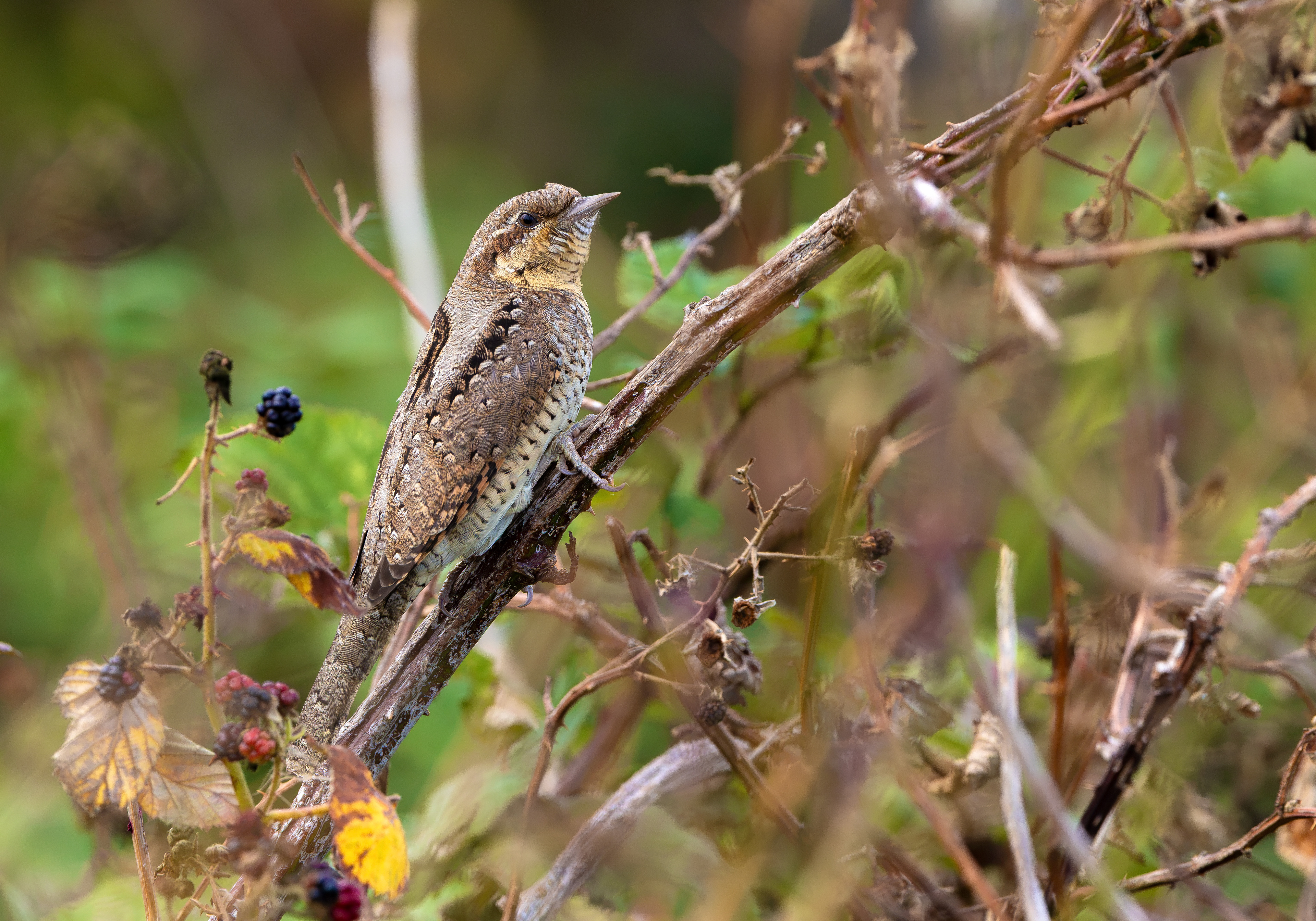 Wryneck, Freiston Shore RSPB, Lincolnshire